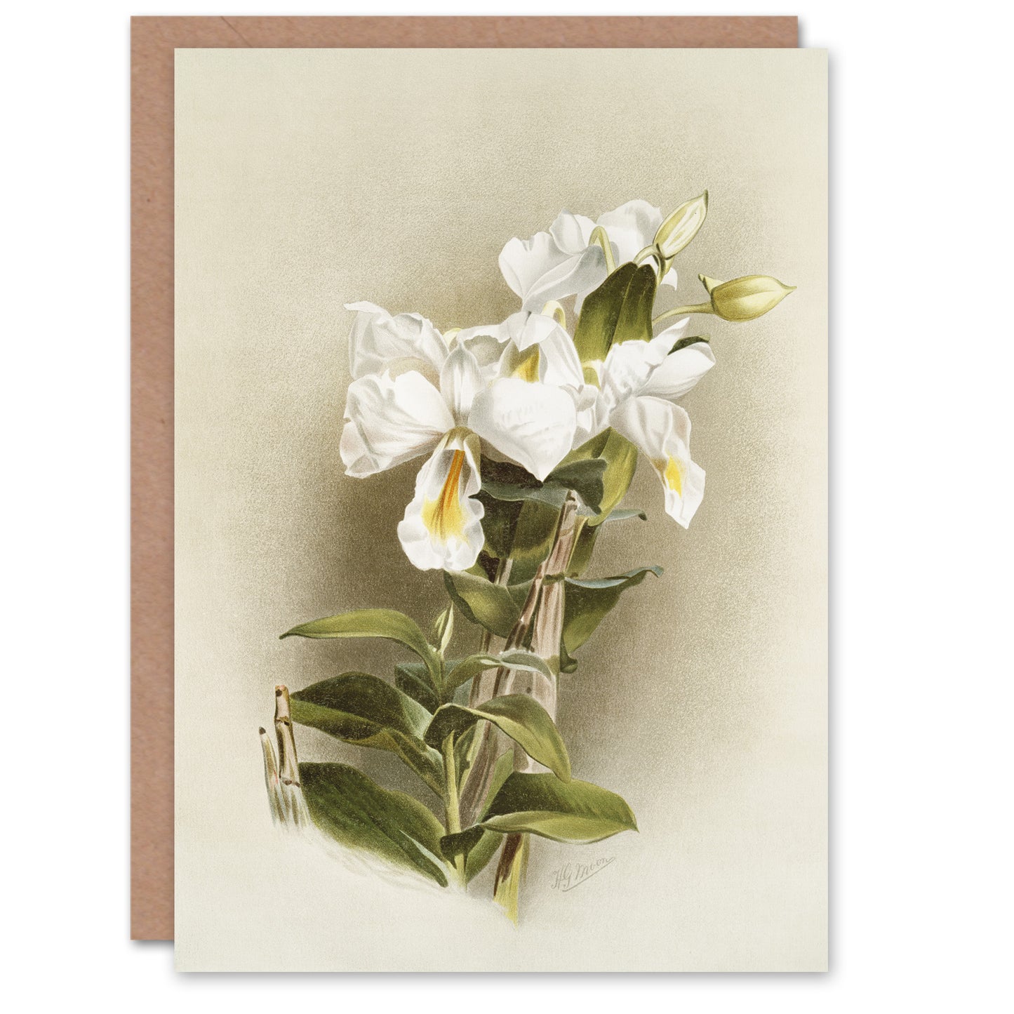 Frederick Sander Dendrobium Formosum Orchid Flowers Art Greeting Card