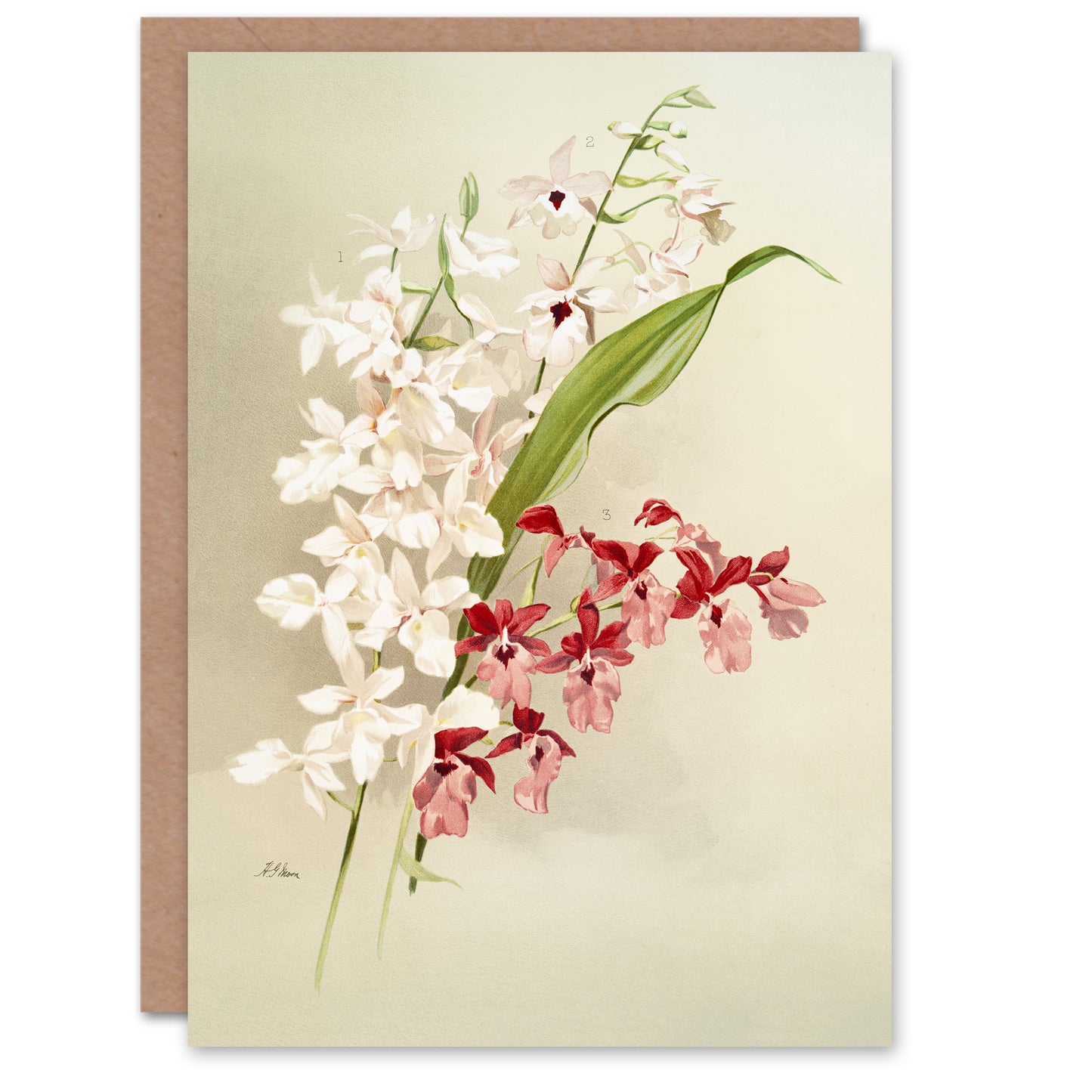 Frederick Sander White Pink Hybrid Orchid Flowers Art Greeting Card