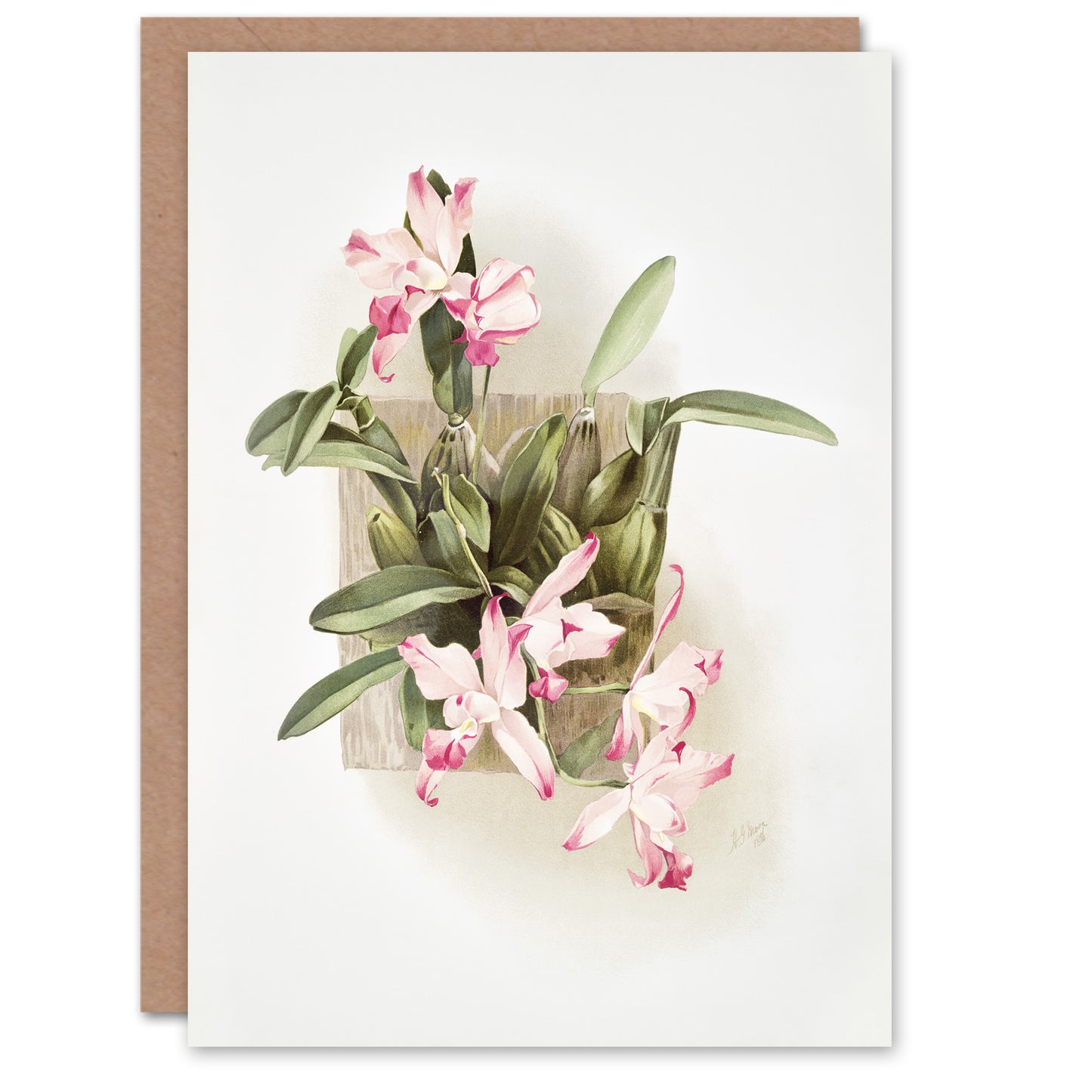 F Sander Laelia Autumnalis Xanthotropis Orchid Art Greeting Card