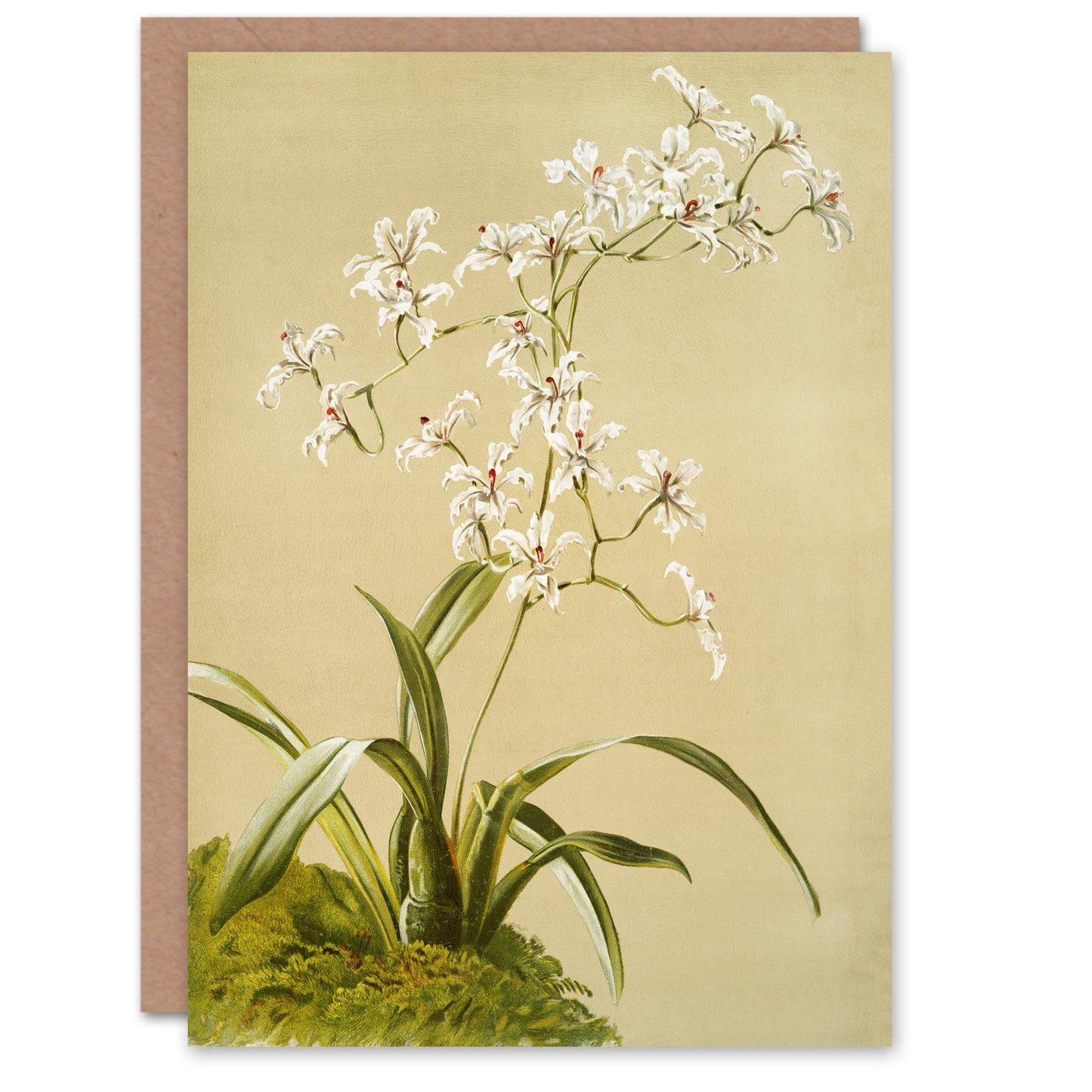 Frederick Sander Odontoglossum Ramosissimum Orchid Art Greeting Card