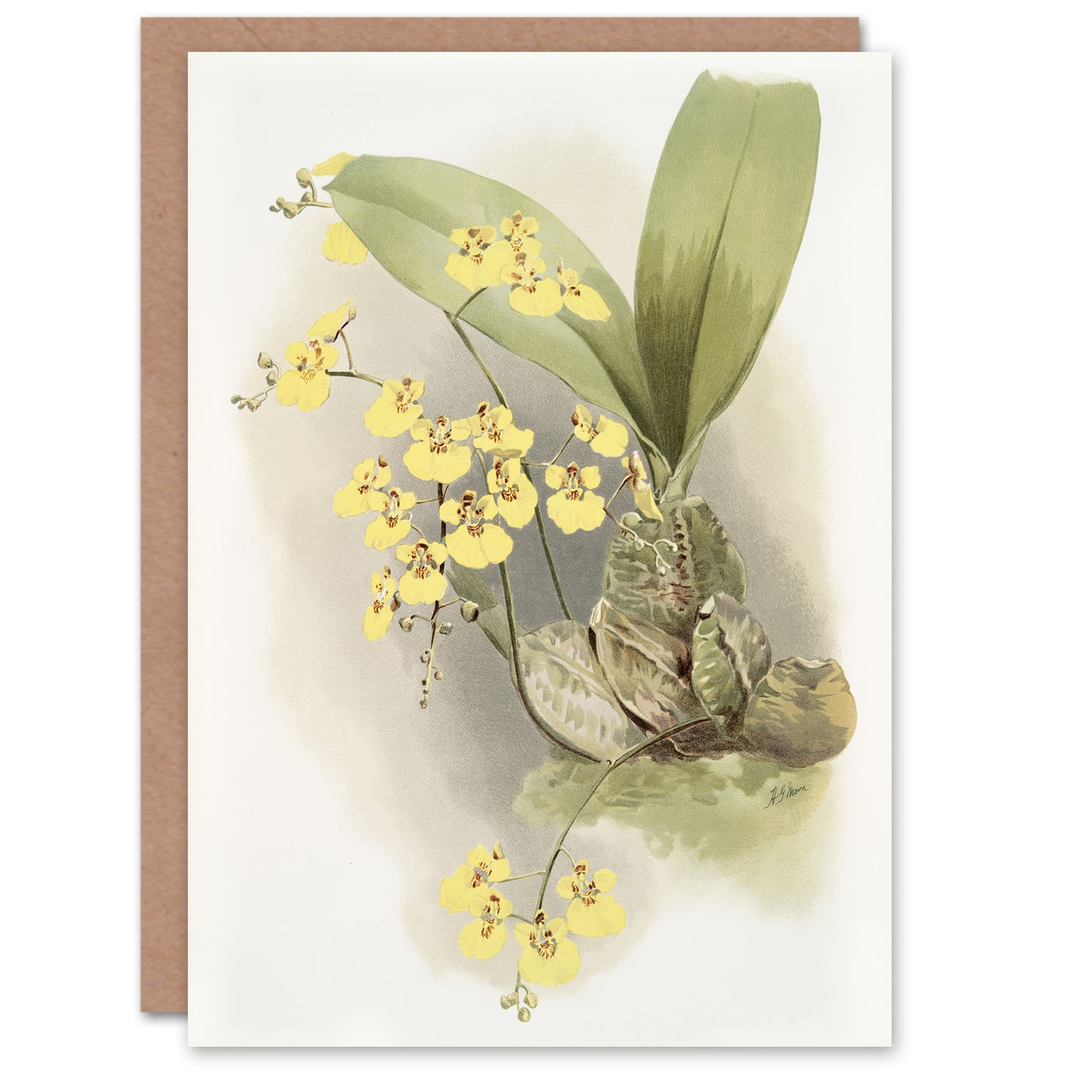 Frederick Sander Turtle Shell Orchid Flowers Art Greeting Card