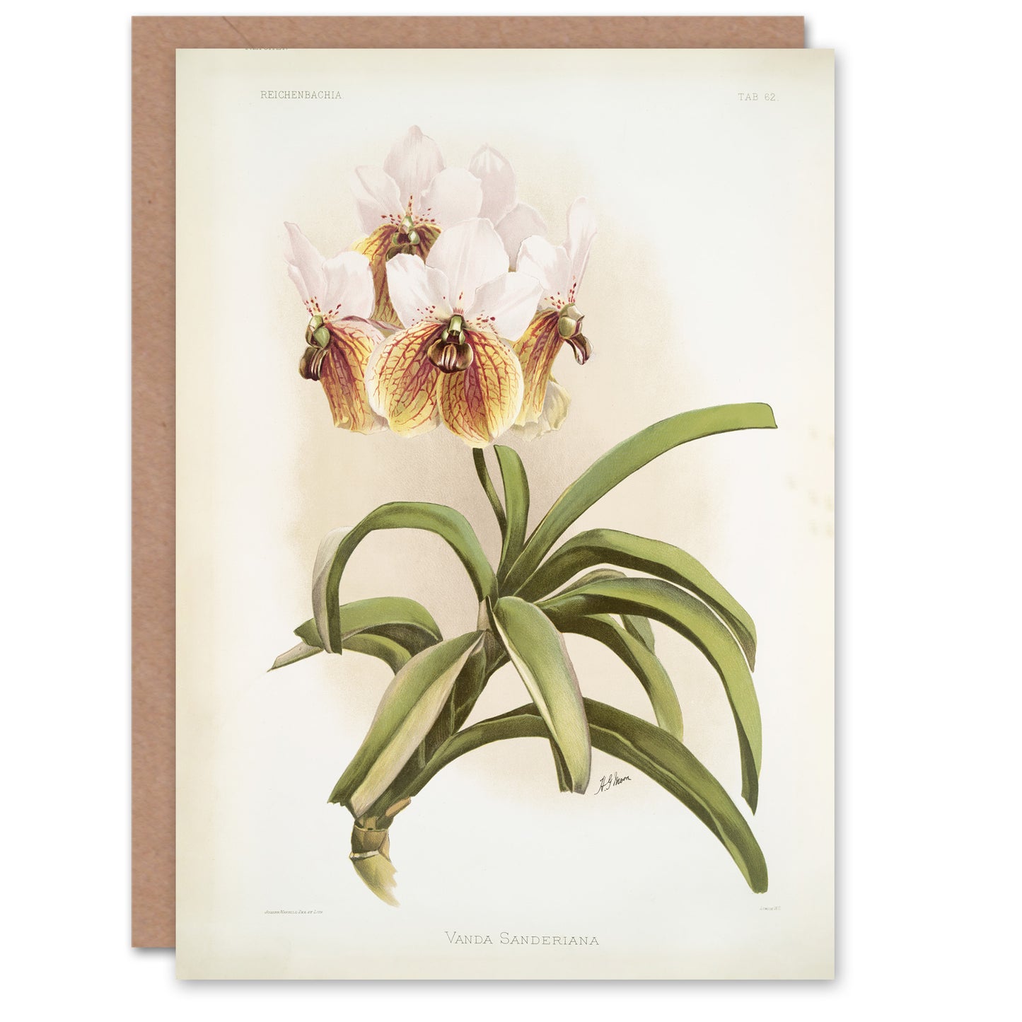 Frederick Sander Vanda Sanderiana Orchid Flowers Art Greeting Card