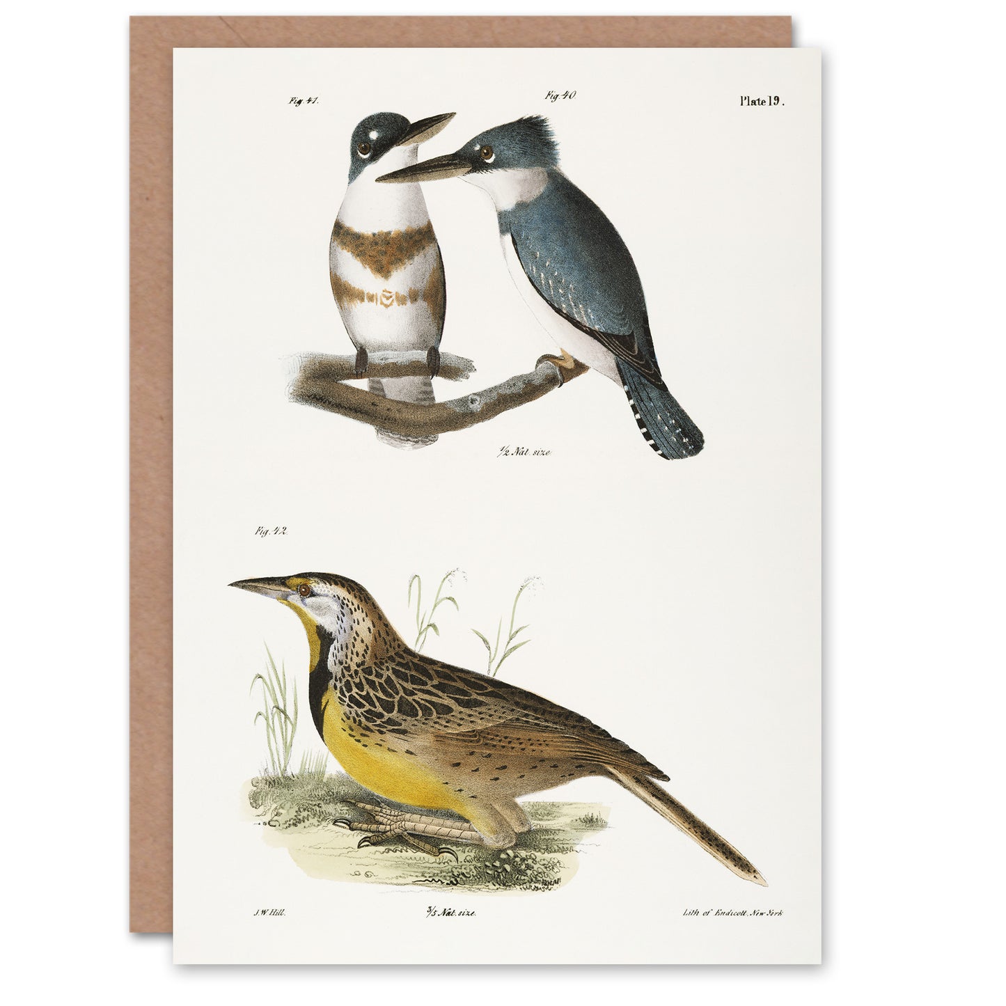 James De Kay Belted Kingfisher and Meadow Lark Art Greeting Card