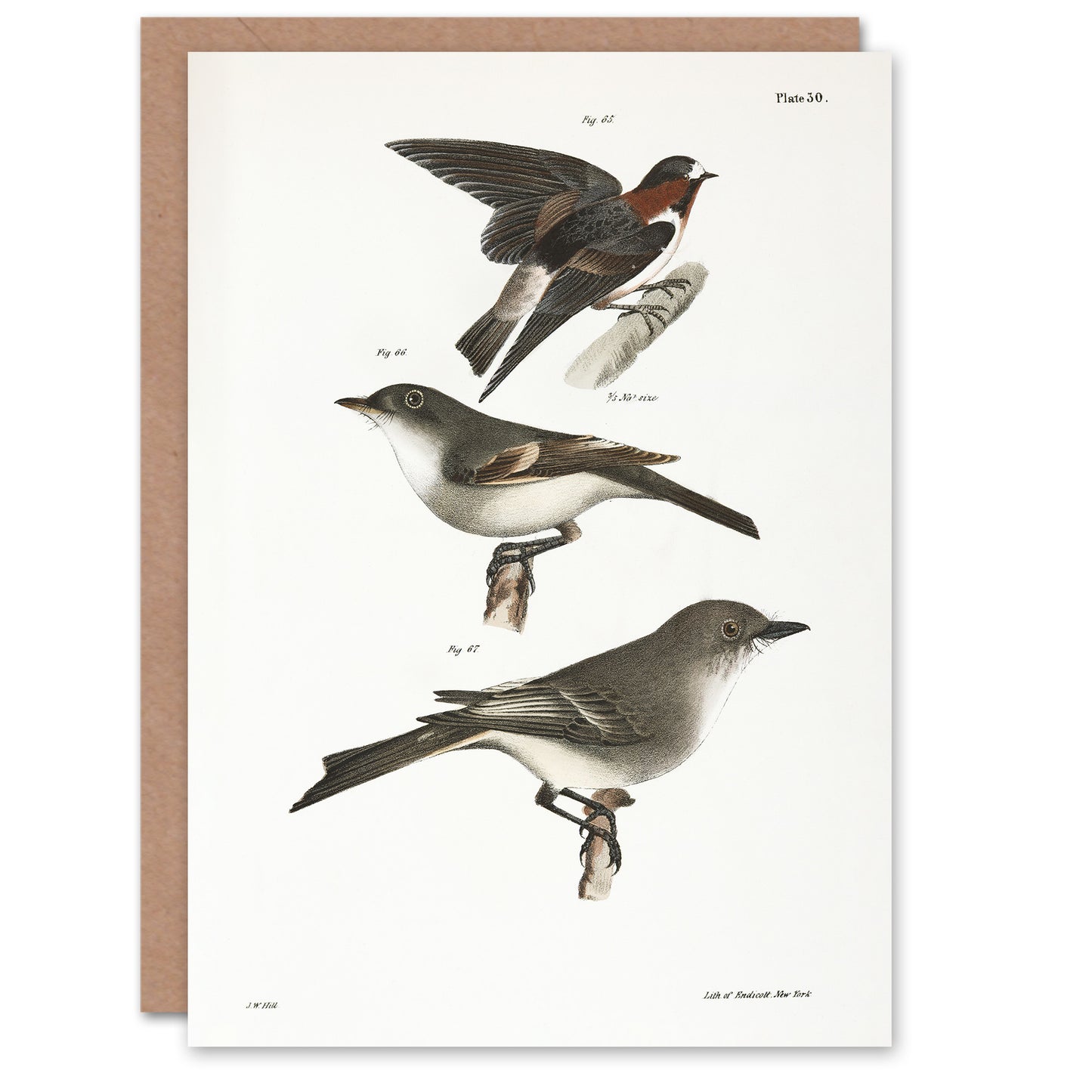 James De Kay Cliff Swallow Flycatcher and Sayornis Art Greeting Card