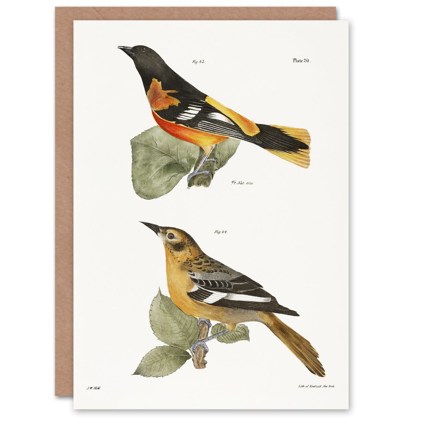 James Ellsworth De Kay Golden Oriole and Ditto Art Greeting Card