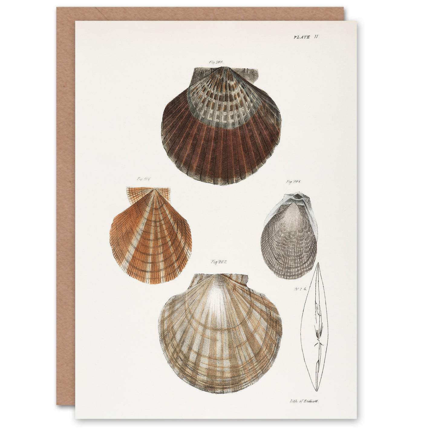 James Ellsworth De Kay Scallop Seashells Study Art Greeting Card