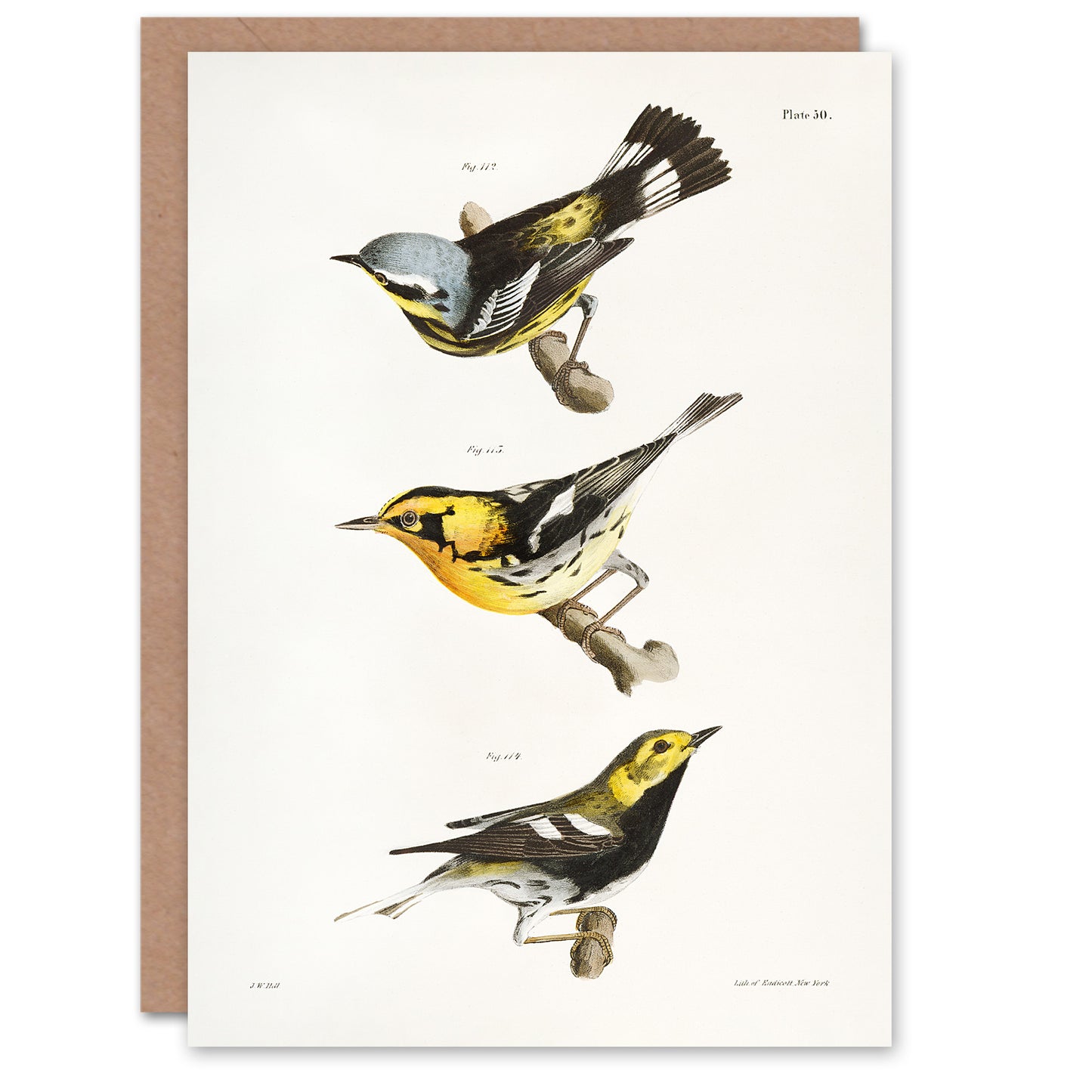 James Ellsworth De Kay Trio of Warbler Birds Art Greeting Card