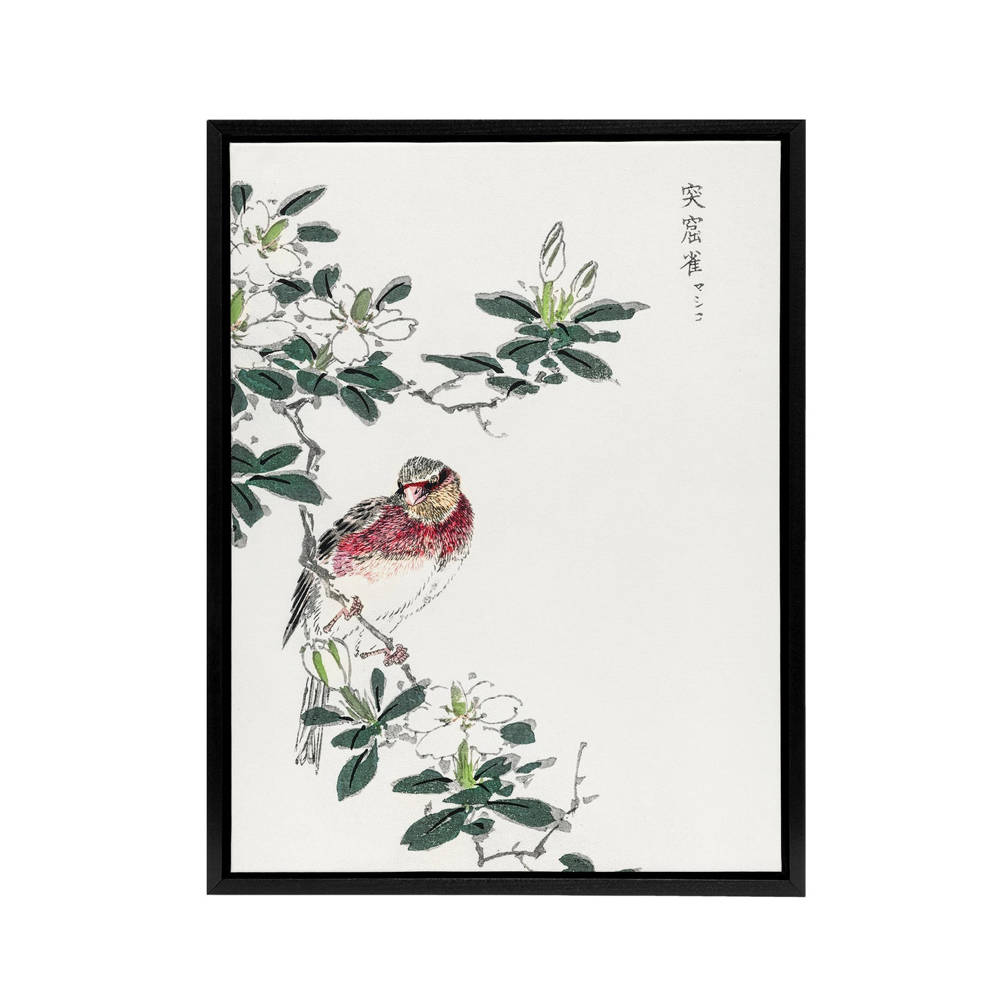 Long Tailed Rosefinch Japanese Framed Canvas Wall Art Print Numata Kashu