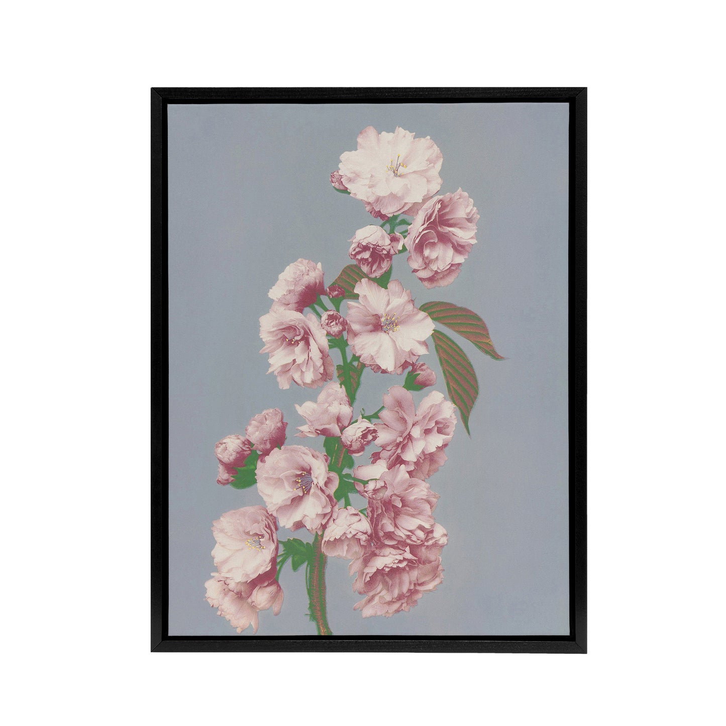 Cherry Blossom Flower Bloom Framed Canvas Wall Art Print Ogawa Kazumasa