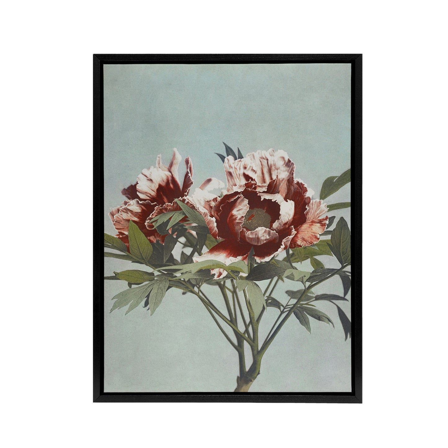 Tree Peonies Pink Flower Blooms Framed Canvas Wall Art Print Kazumasa