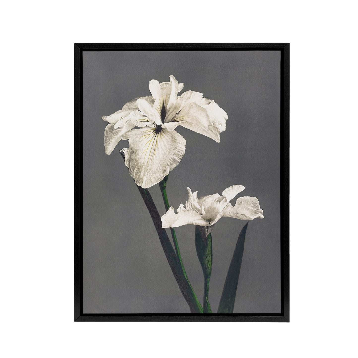 White Water Iris Flowers Framed Canvas Wall Art Print Ogawa Kazumasa