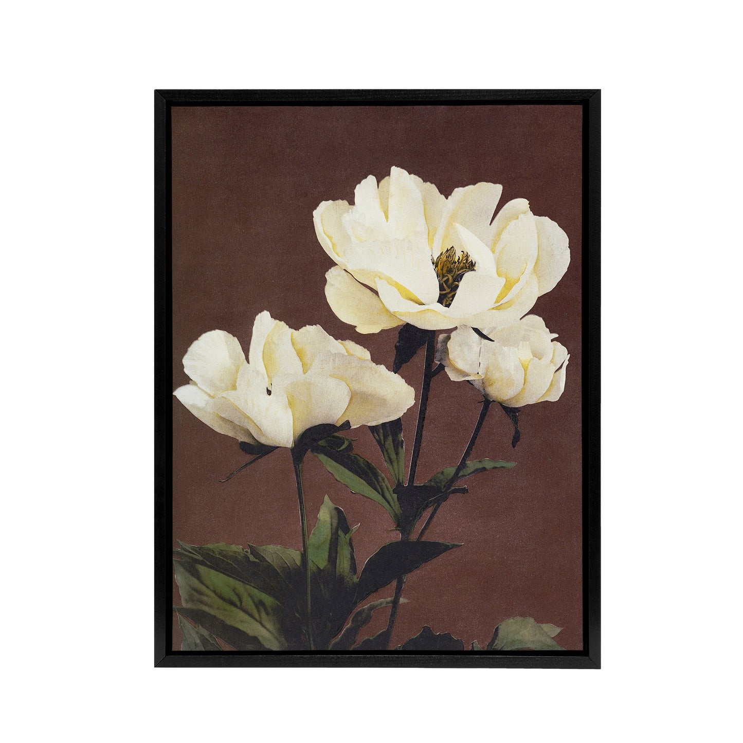 White Herbaceous Peony Flowers Framed Canvas Wall Art Print Kazumasa