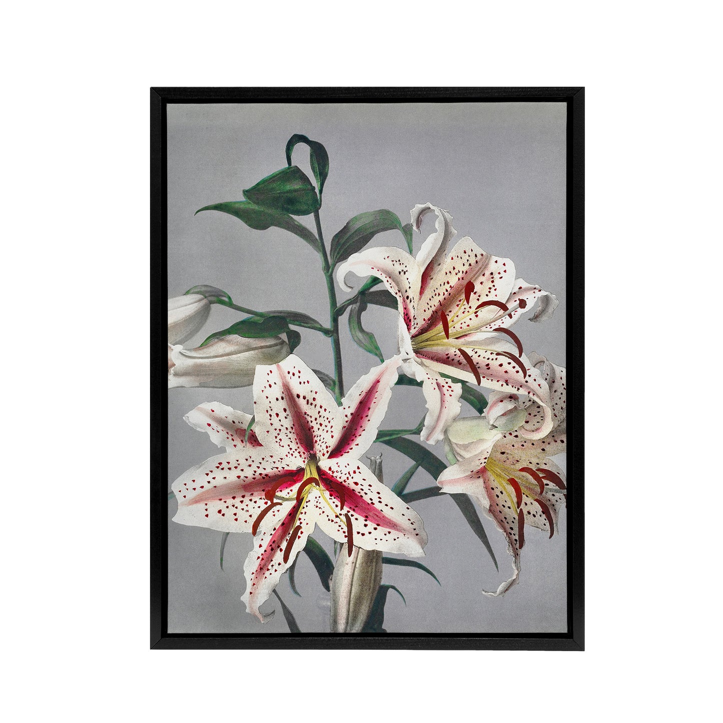 White Pink Spotted Lily Flowers Framed Canvas Wall Art Print Kazumasa