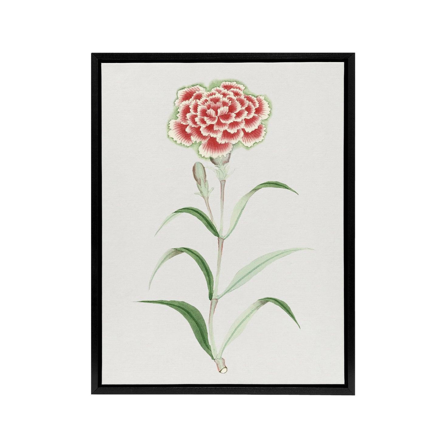 Carnation Flower Framed Canvas Wall Art Print Vintage Japanese Botanical