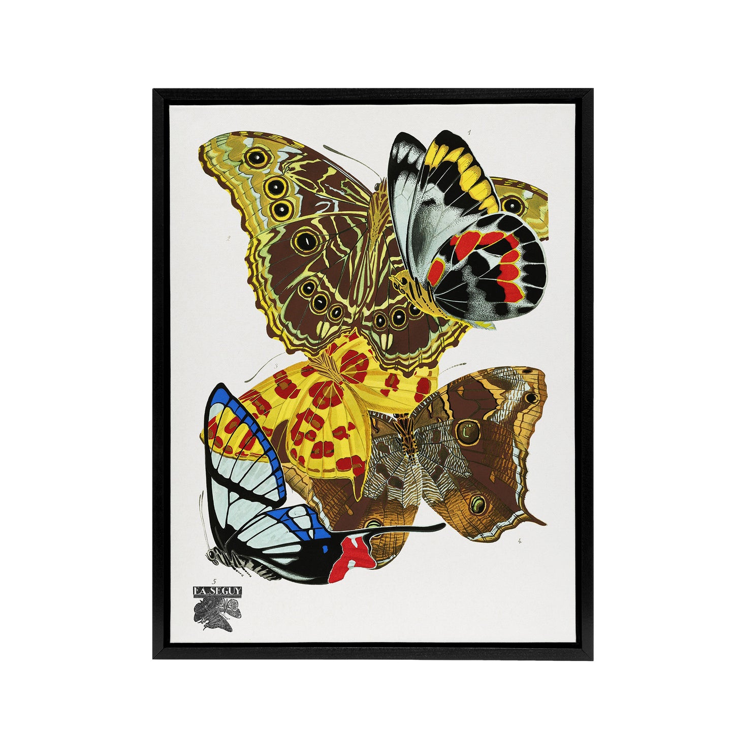 Papillons Bright Vintage Butterflies Framed Canvas Wall Art Print Seguy