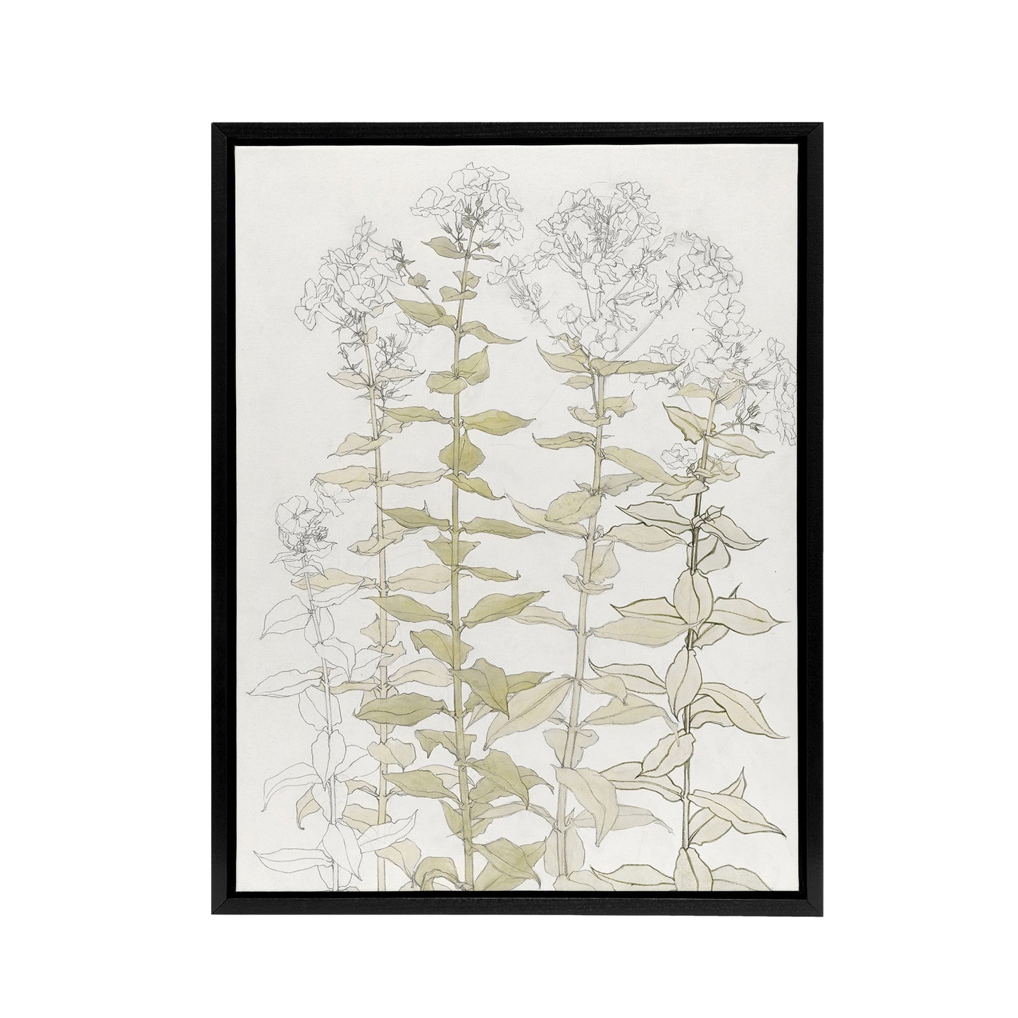 Phlox Colour Sketch of Flowers Framed Canvas Wall Art Print Julie Graag
