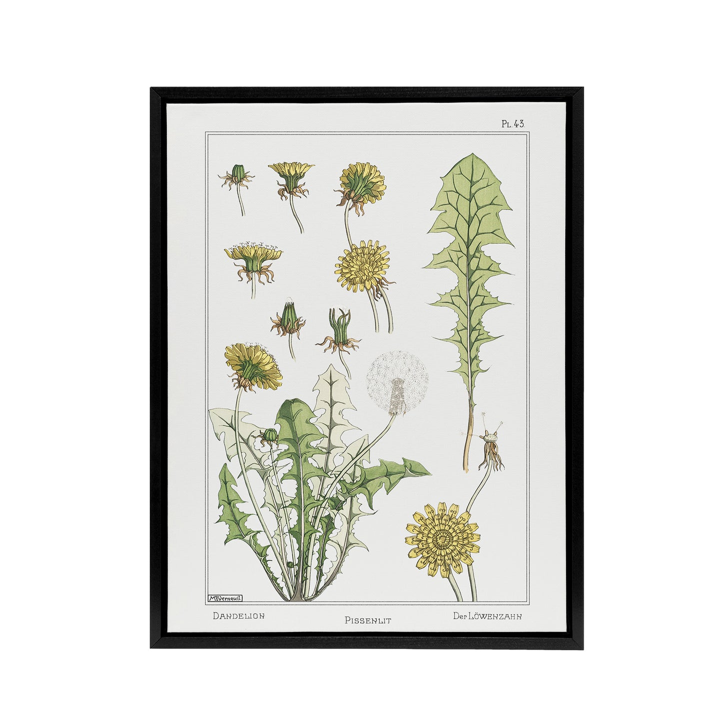 Dandelion Flower Framed Canvas Wall Art Print Vintage Floral Verneuil