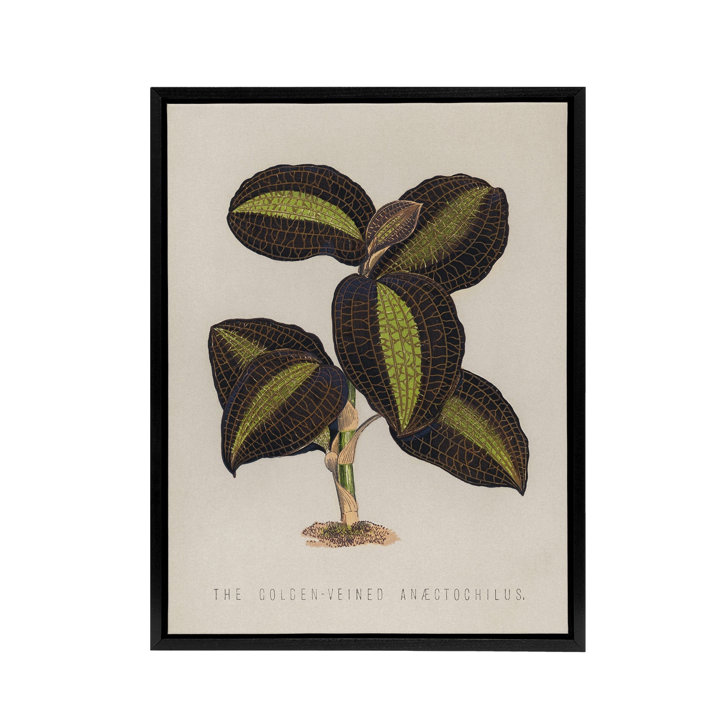 Golden Veined Jewel Orchid Vintage Botanical Black Framed Canvas Wall Art