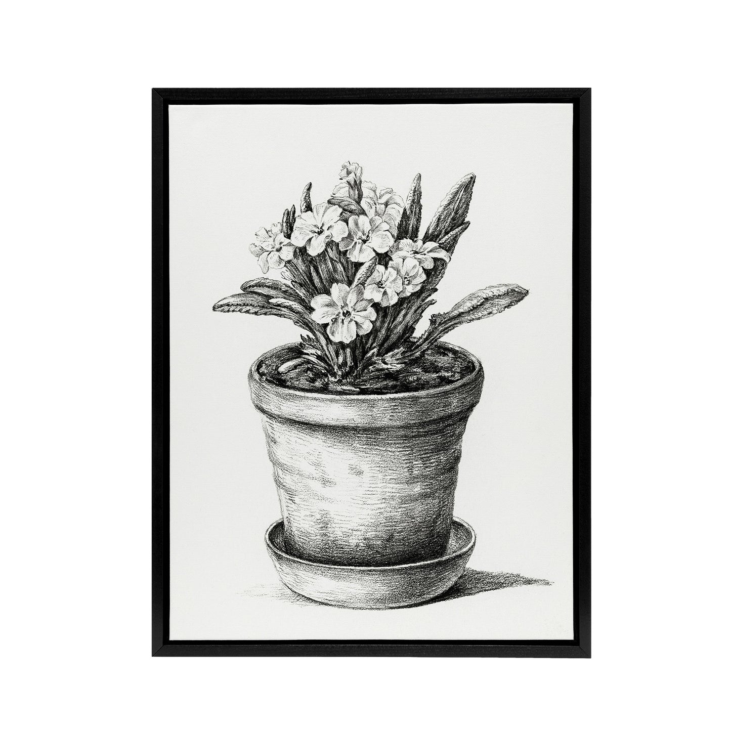 Potted Flowering Plant Pencil Drawing Bernard Framed Canvas Wall Art