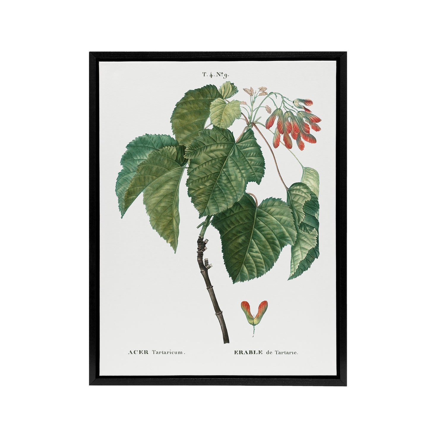 Acer Tataricum Botanical Redoute Vintage Black Framed Canvas Wall Art