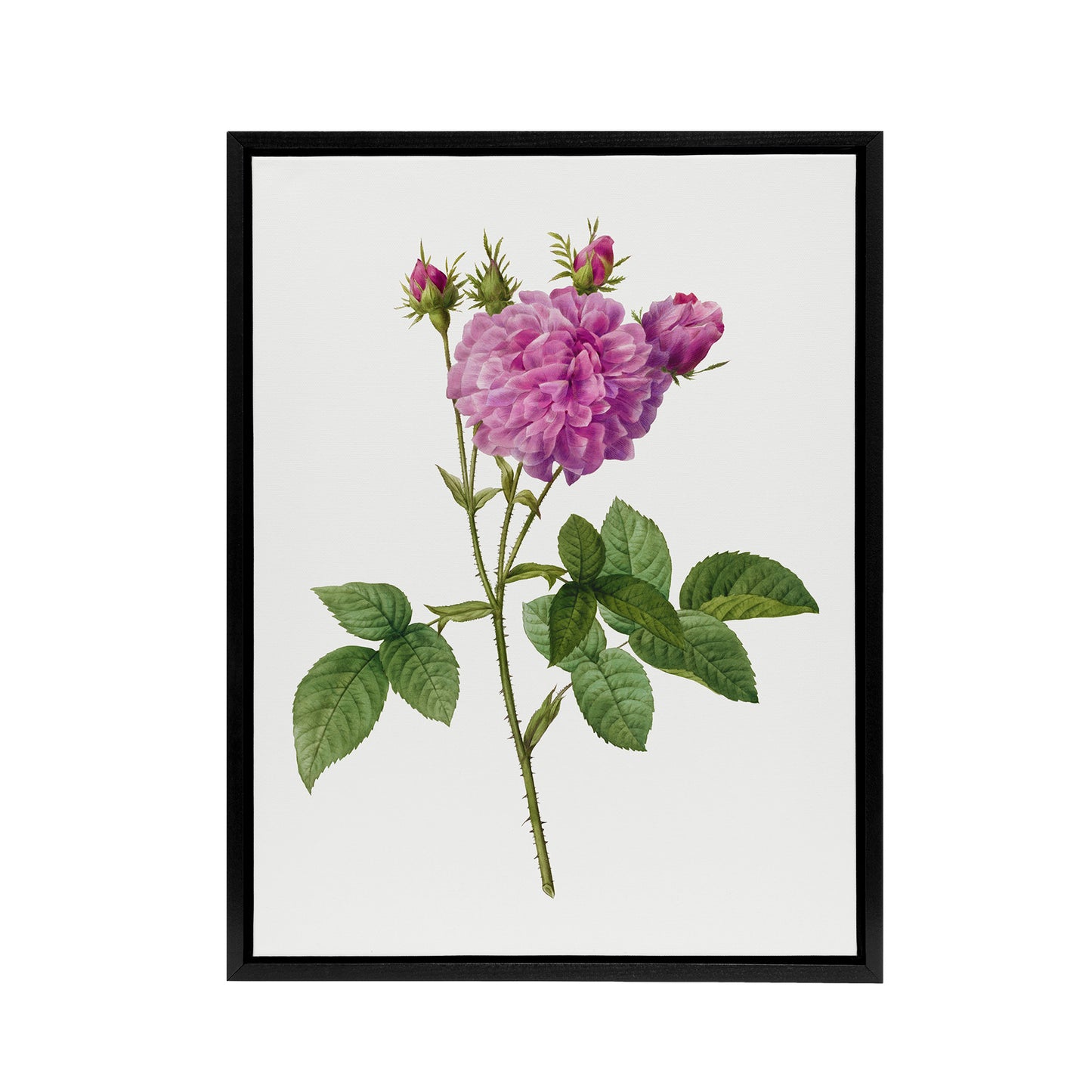 Agatha Rose Floral Redoute Vintage Black Framed Canvas Wall Art