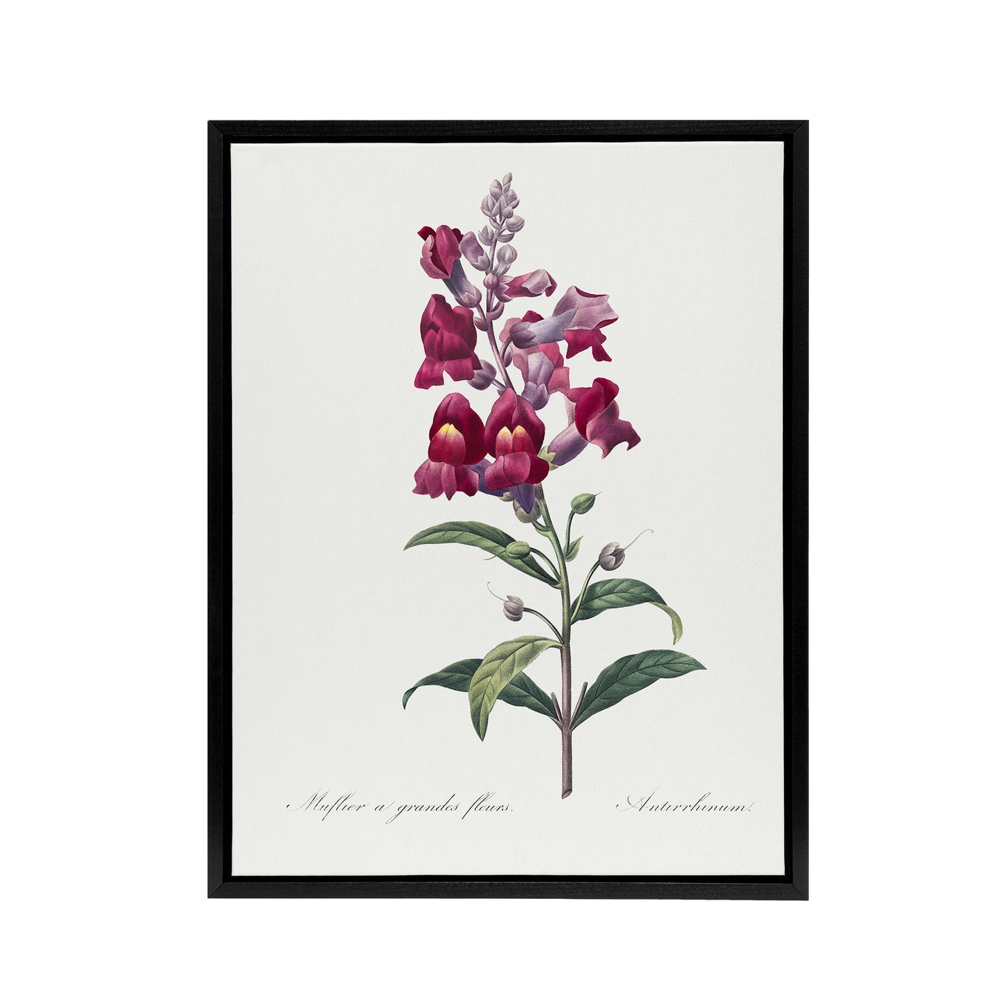 Antirrhinum Dragon Flowers Redoute Vintage Black Framed Canvas Wall Art
