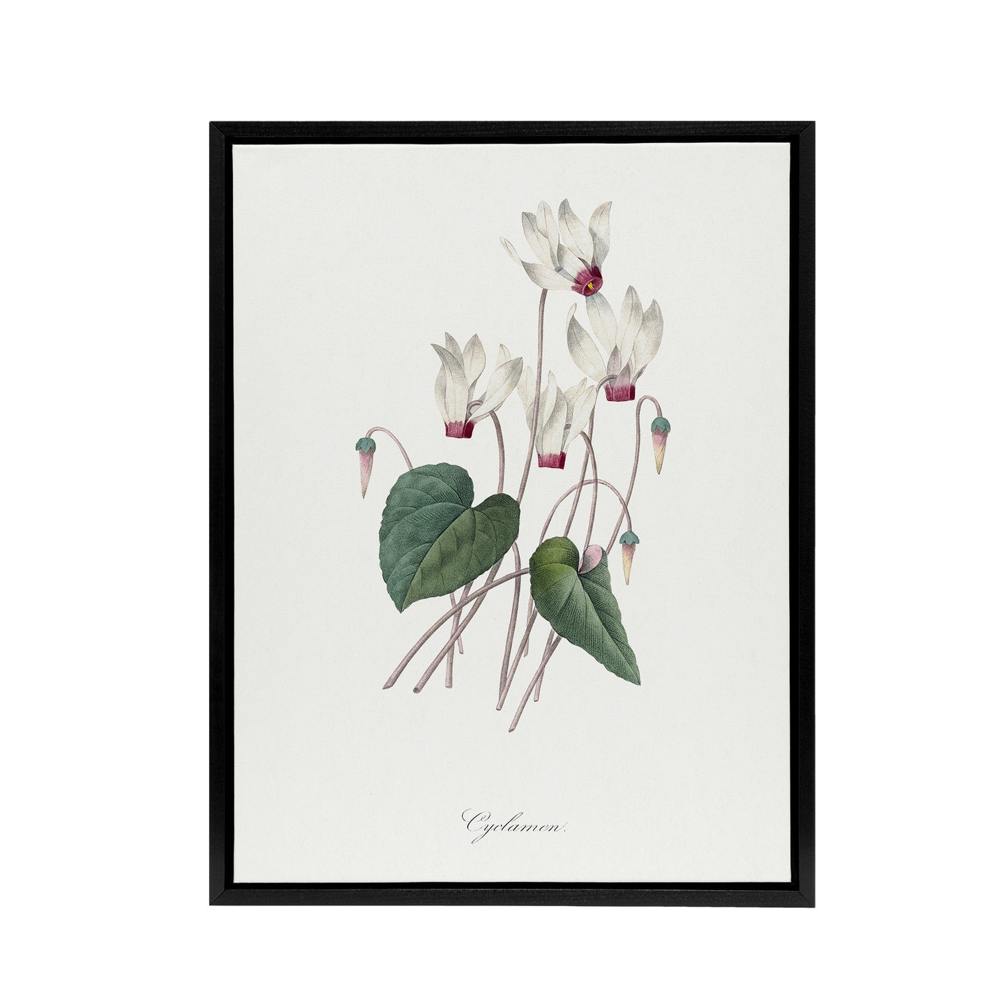 Cyclamen Floral Illustration Redoute Vintage Black Framed Canvas Wall Art