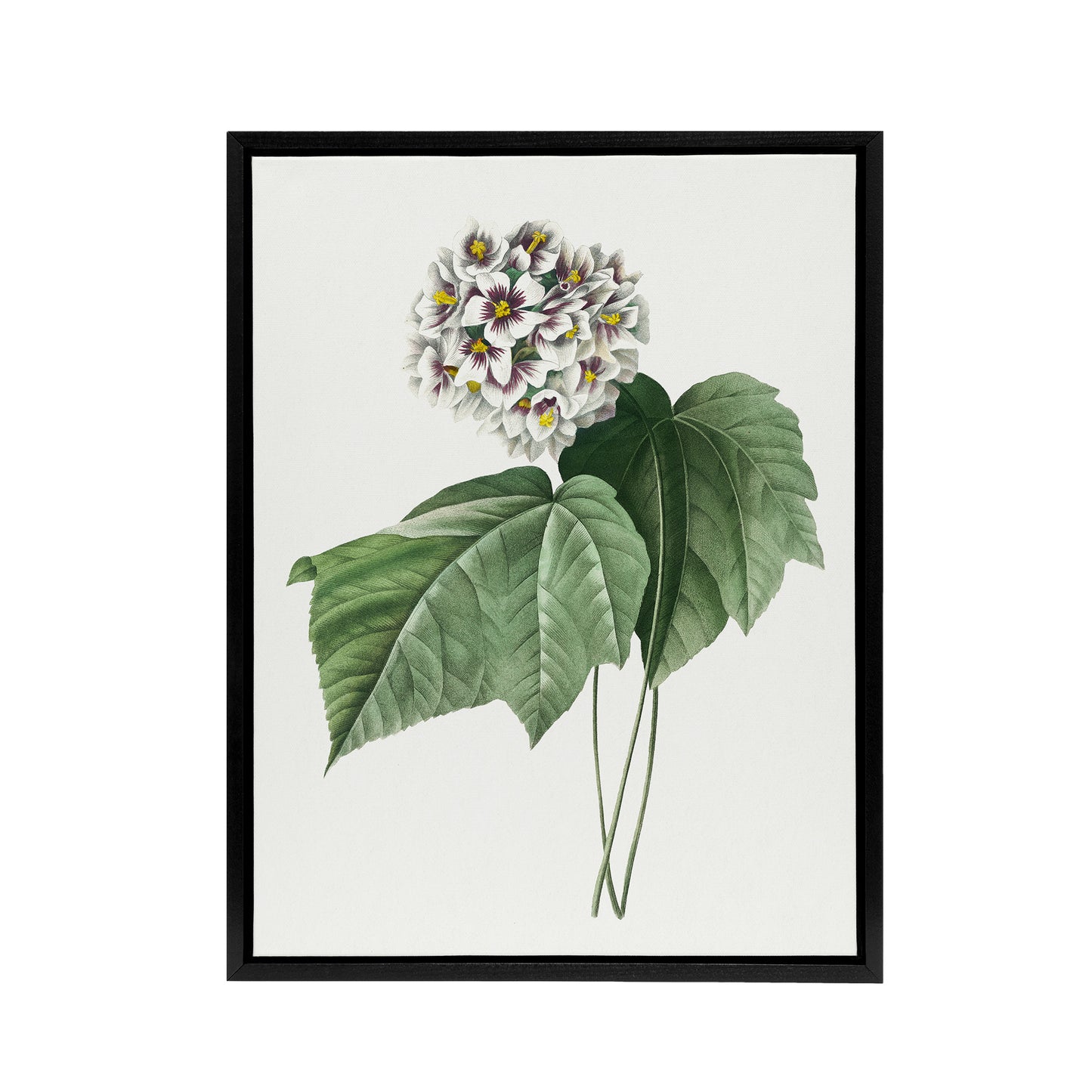 White Dombeya Amelia Flowers Redoute Vintage Black Framed Canvas Wall Art