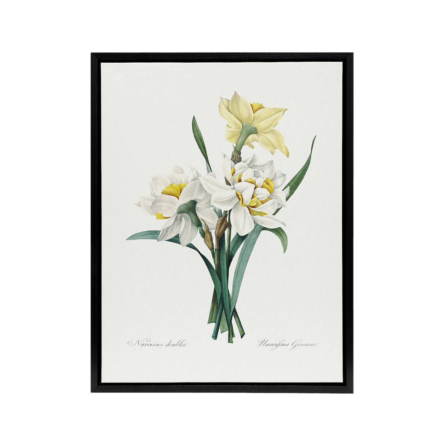 Daffodil Floral Illustration Redoute Vintage Black Framed Canvas Wall Art