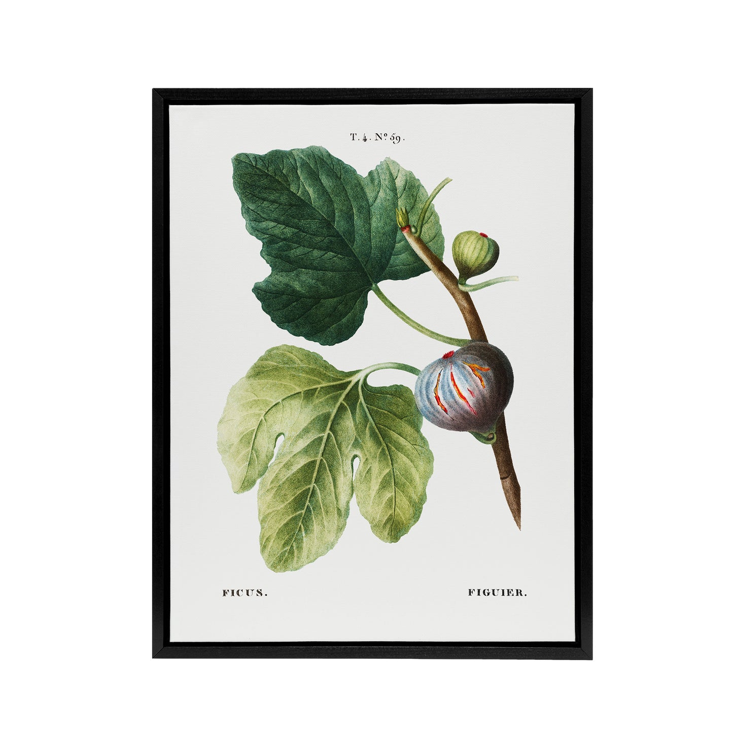 Botanical Ficus Carica Fig Redoute Vintage Black Framed Canvas Wall Art