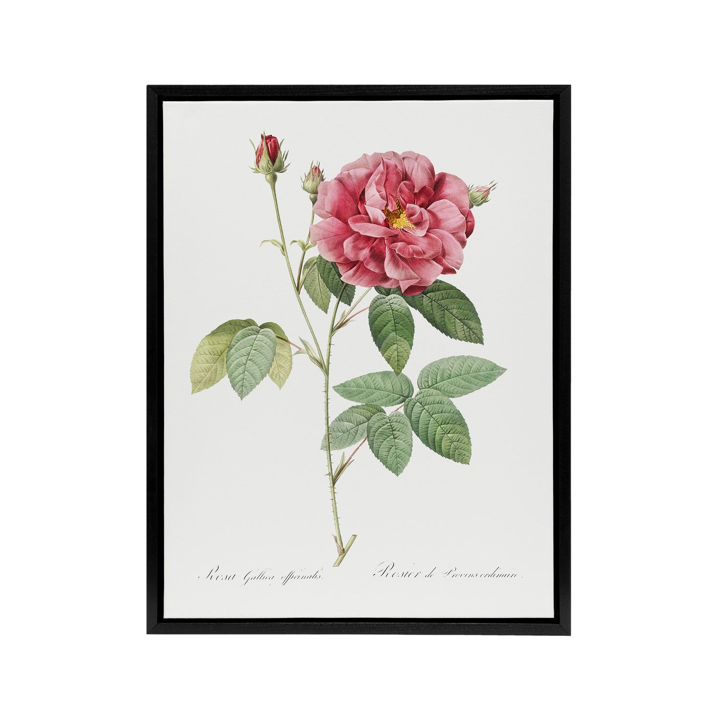 French Rose Illustration Redoute Vintage Black Framed Canvas Wall Art