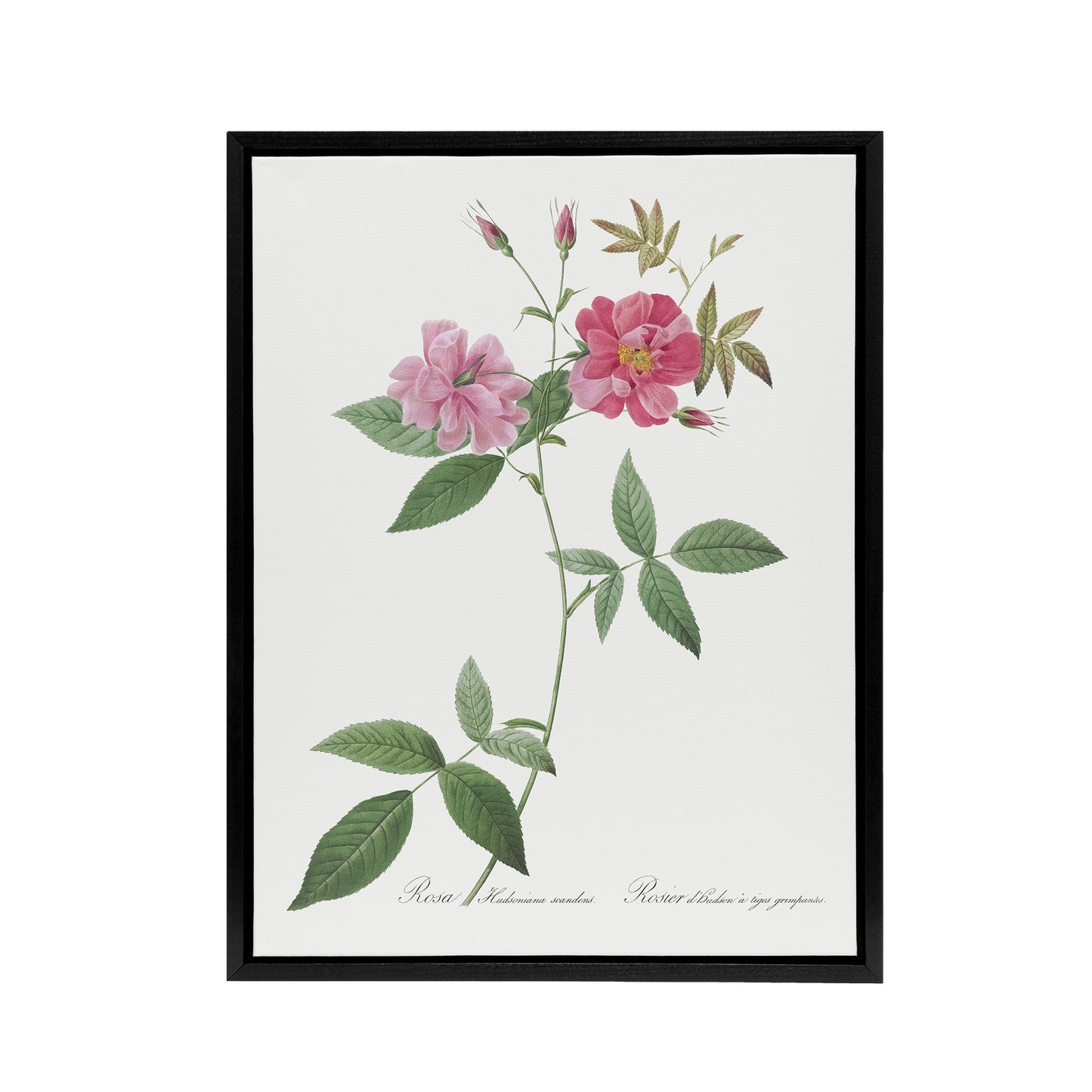 Hudson Rosehip Botanical Redoute Vintage Black Framed Canvas Wall Art