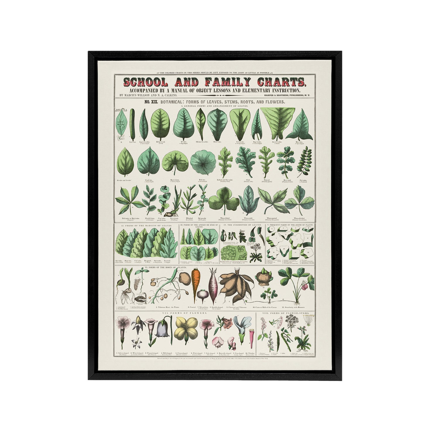 School and family chart No XIX Calkins Framed Canvas Wall Art Print