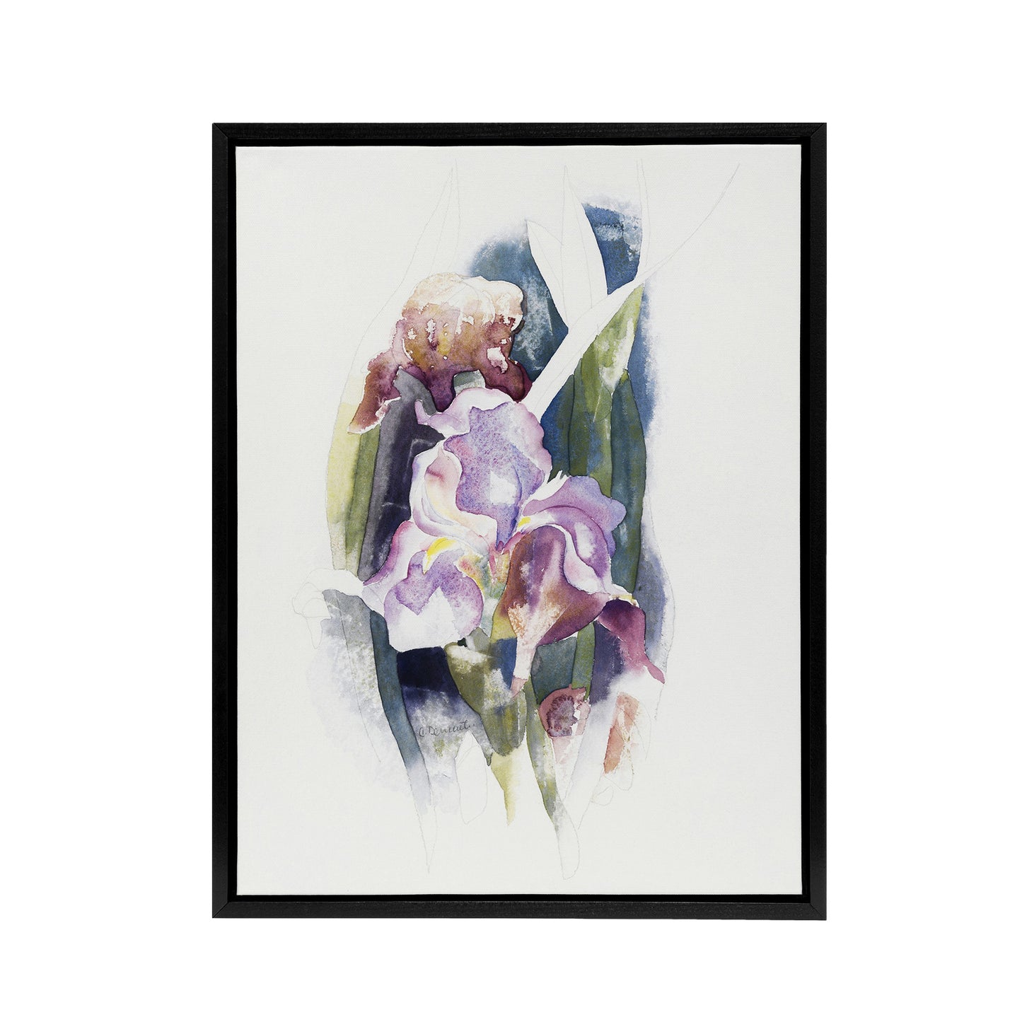 Purple Iris Flower Watercolour Demuth Framed Canvas Wall Art Print