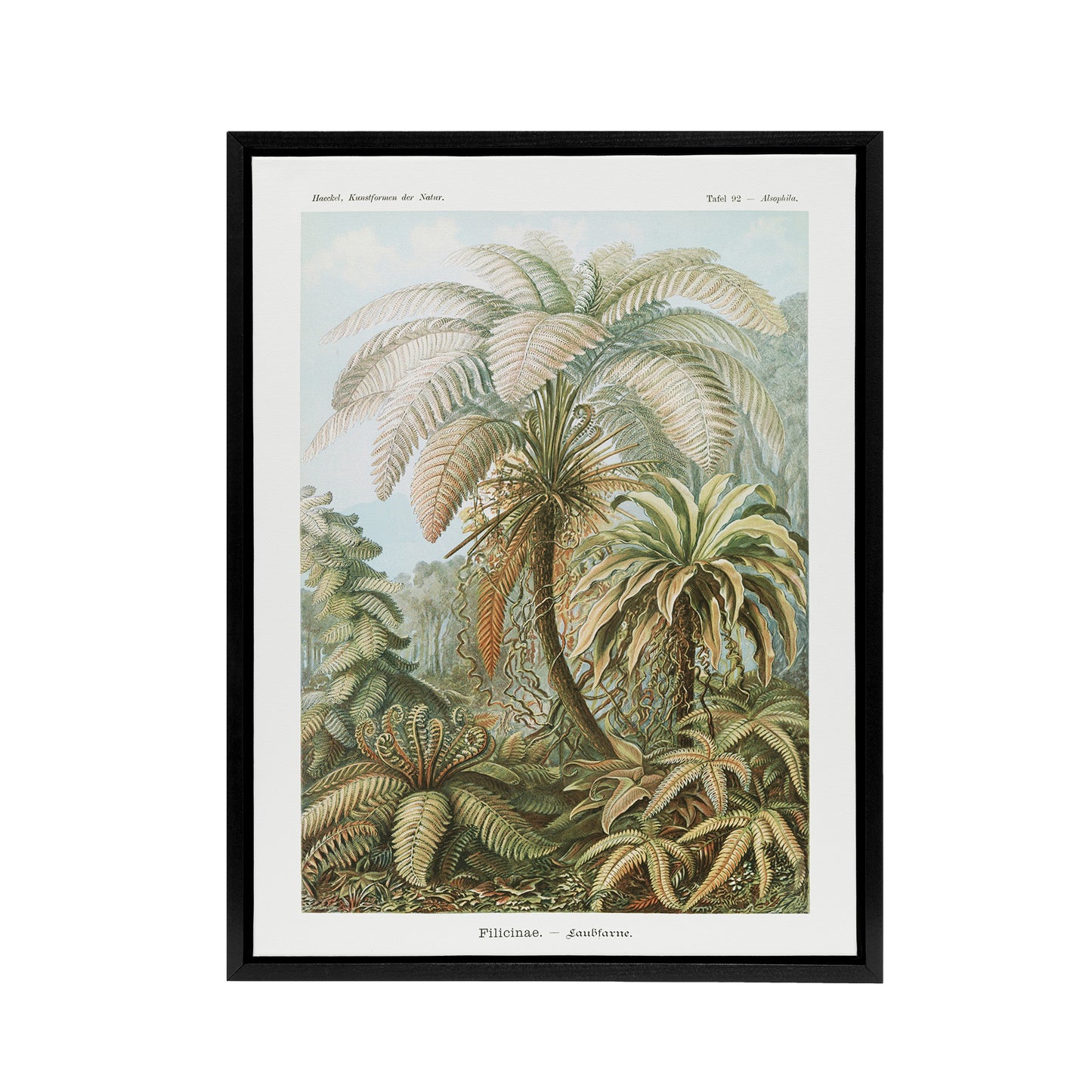 Tropical Nature Filicinae Fern Plants Haeckel Framed Canvas Wall Art Print