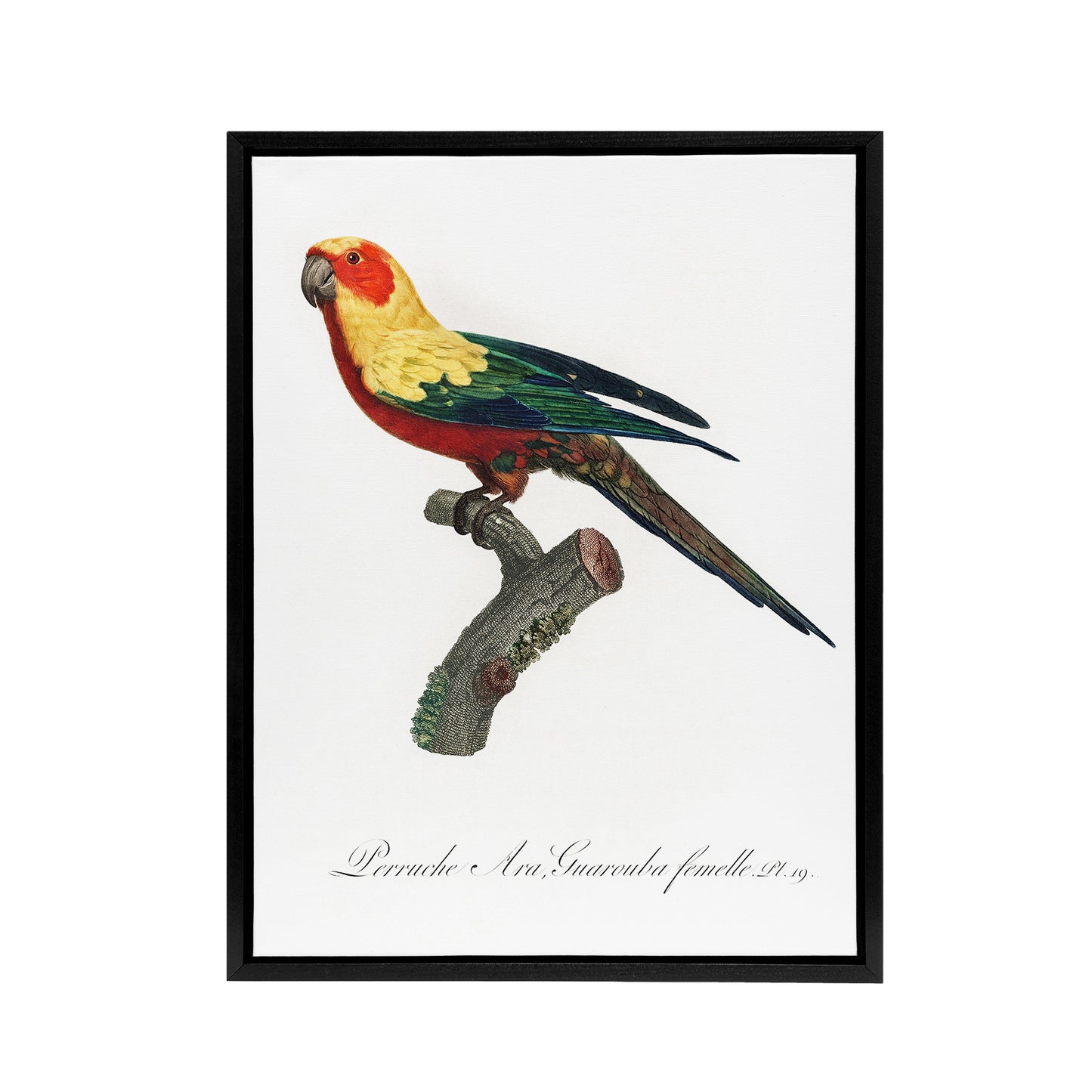 The Sun Parakeet Parrot Francois Levaillant Framed Canvas Wall Art Print