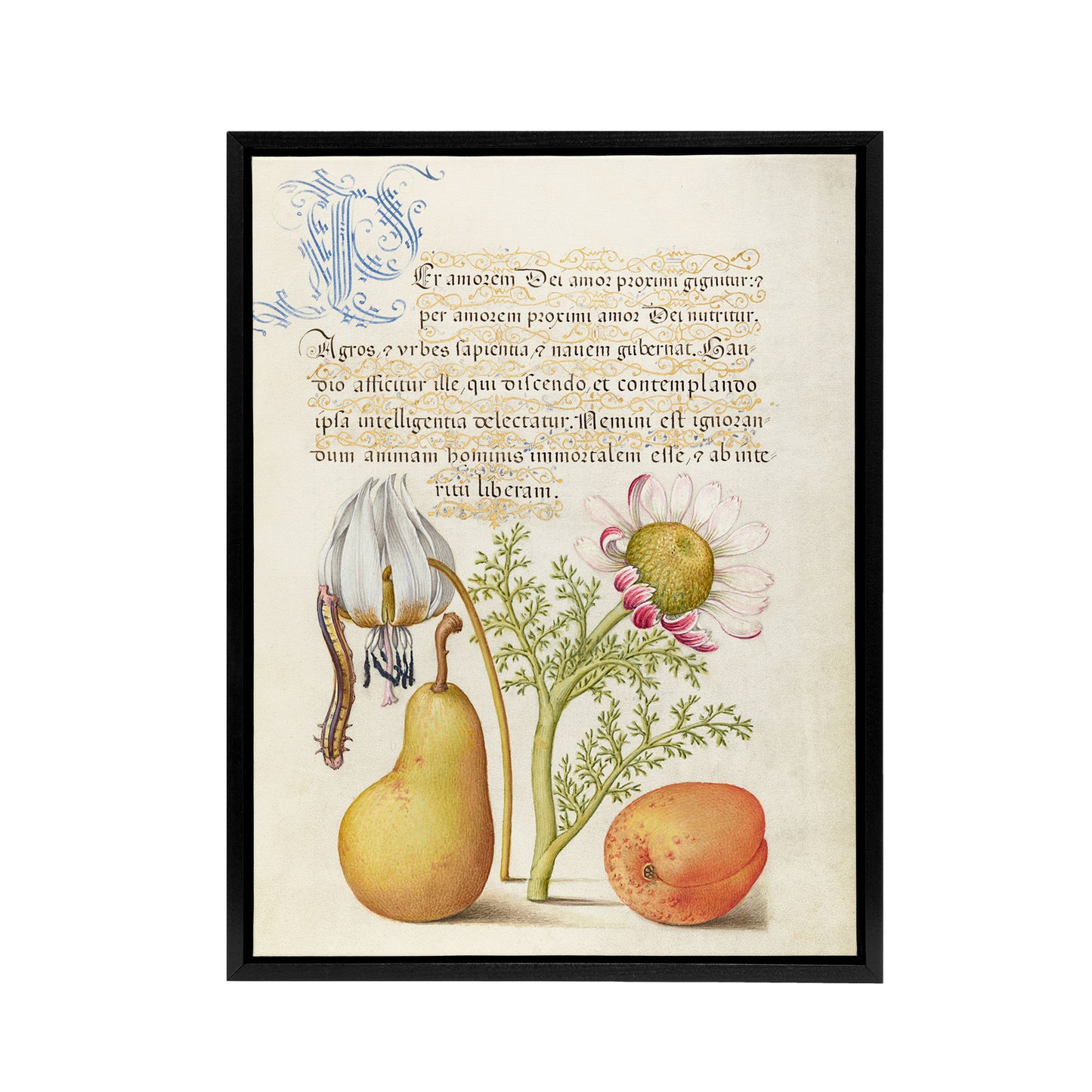 Caterpillar Flowers and Fruit Calligraphy Framed Canvas Wall Art Print