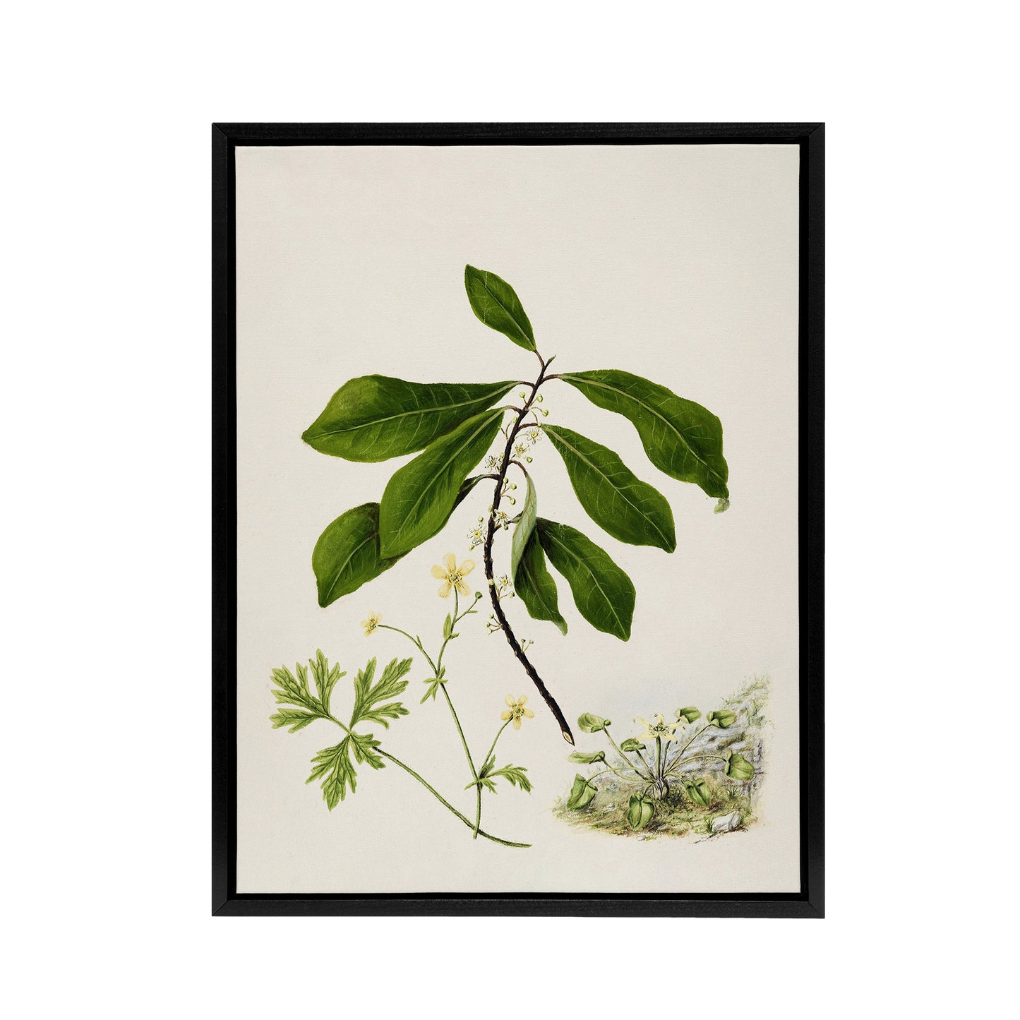 Caltha New Zealand Marsh Marigold Plant Featon Framed Canvas Wall Art Print