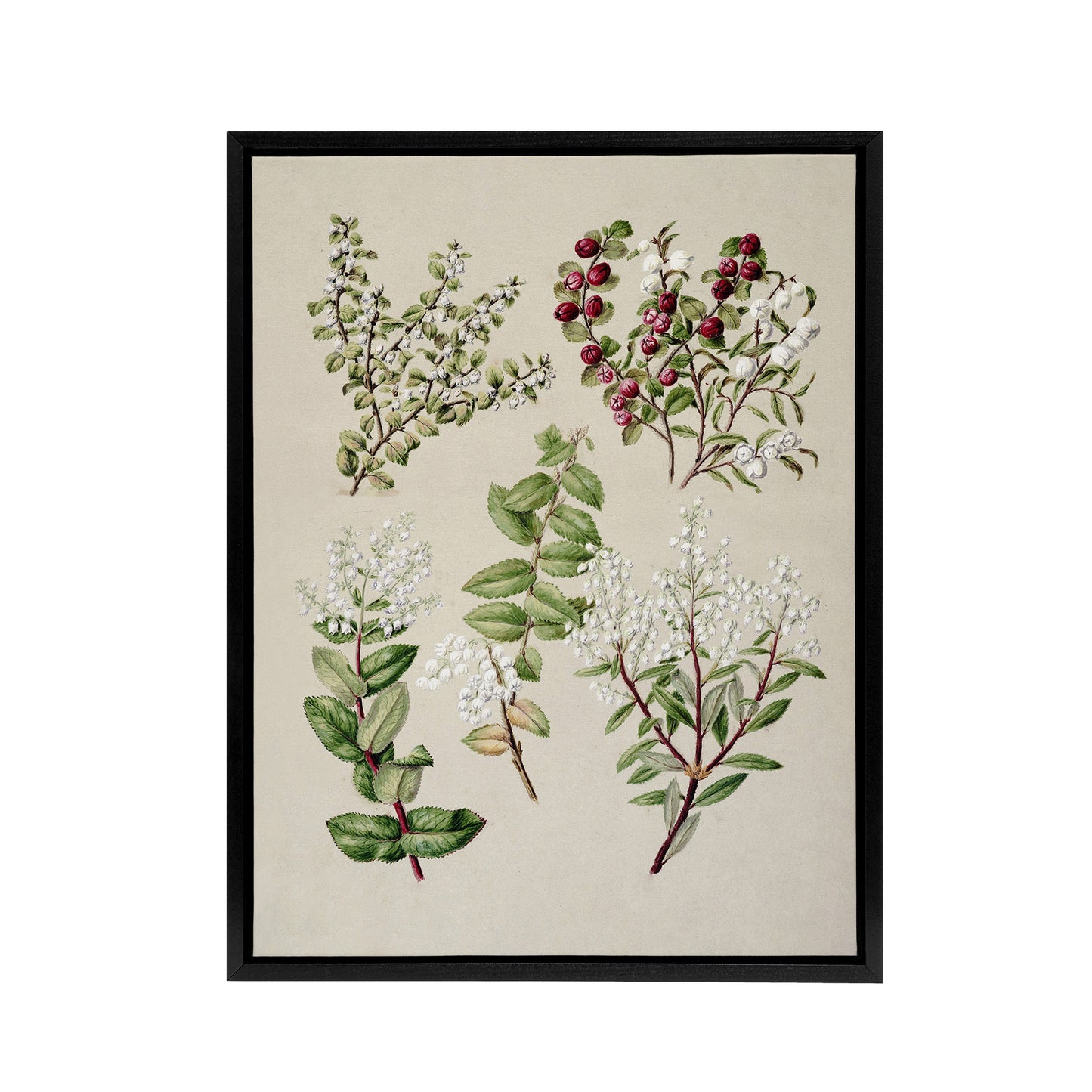 New Zealand Gaultheria Flowering Plant Featon Framed Canvas Wall Art Print