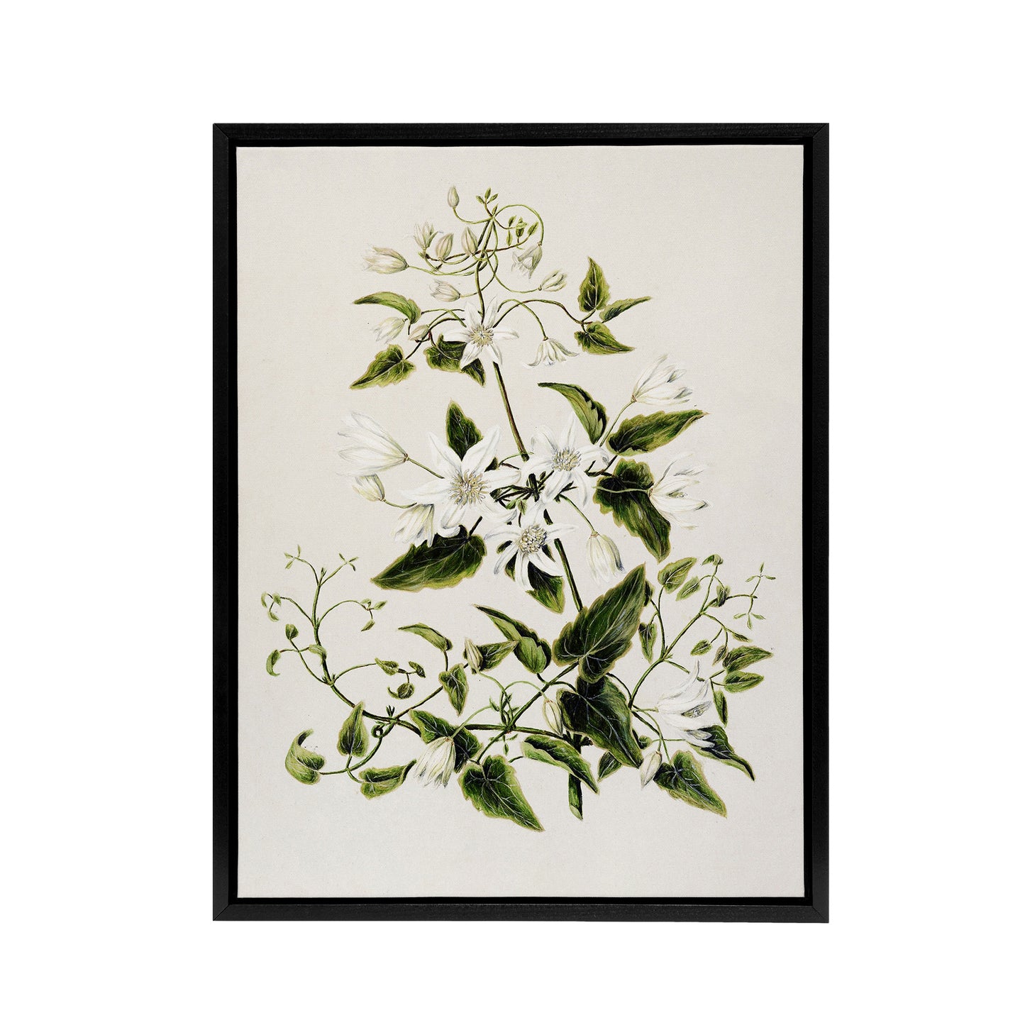 New Zealand Pikiarero White Clematis Flower Featon Framed Canvas Wall Art Print