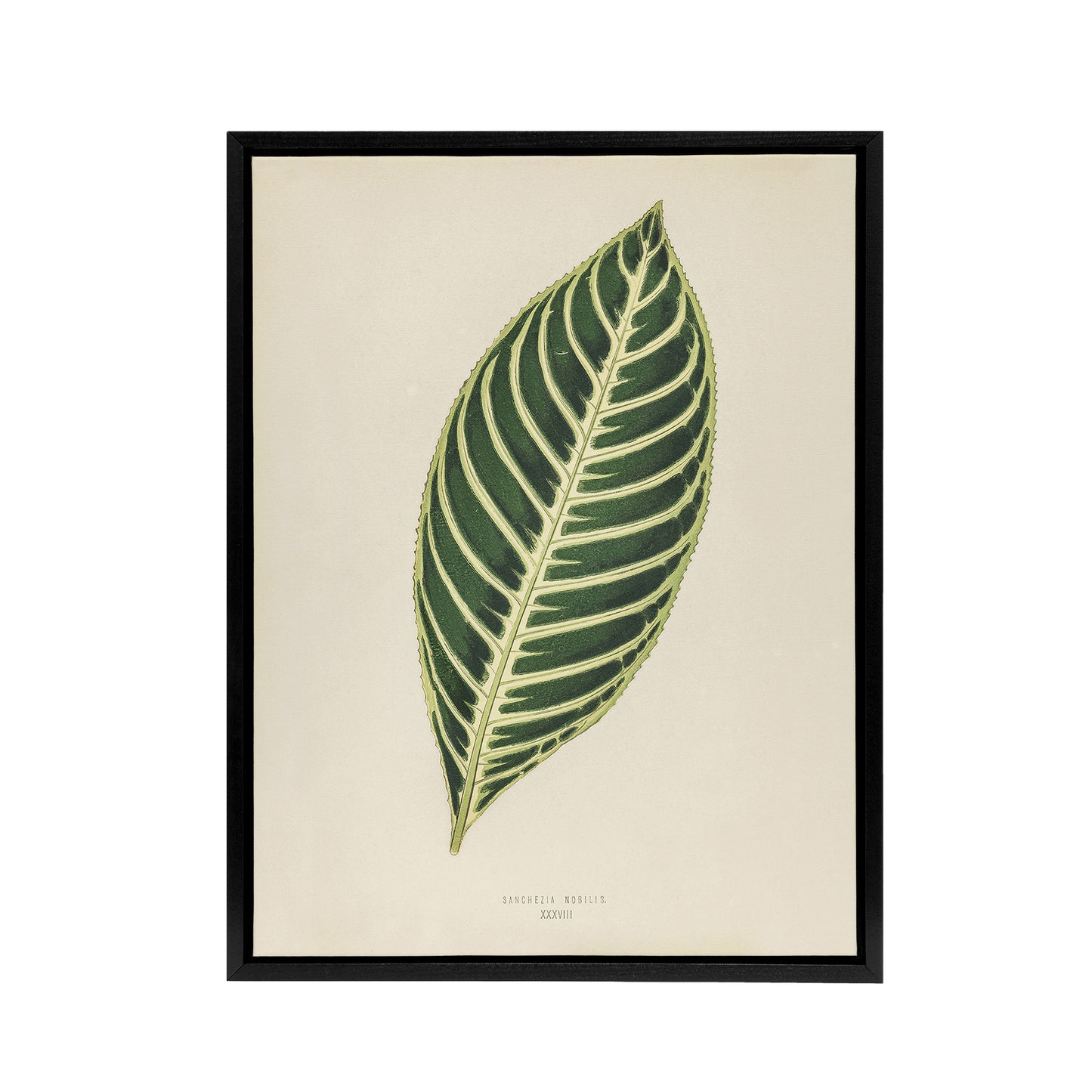 Vintage Botanical Tiger Plant Leaf Fawcett Black Framed Canvas Wall Art
