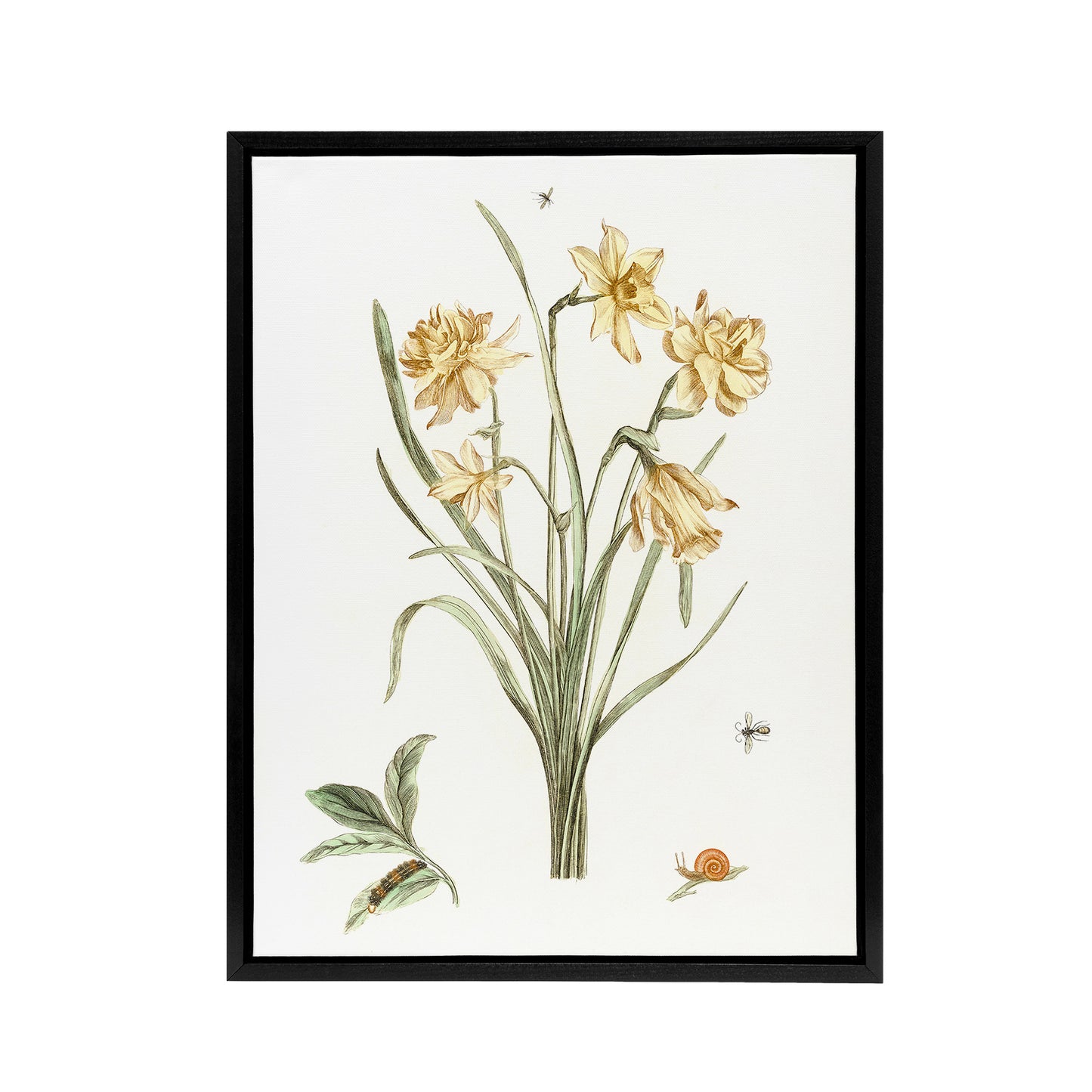 Five Daffodils Vintage Illustration Teyler Black Framed Canvas Wall Art