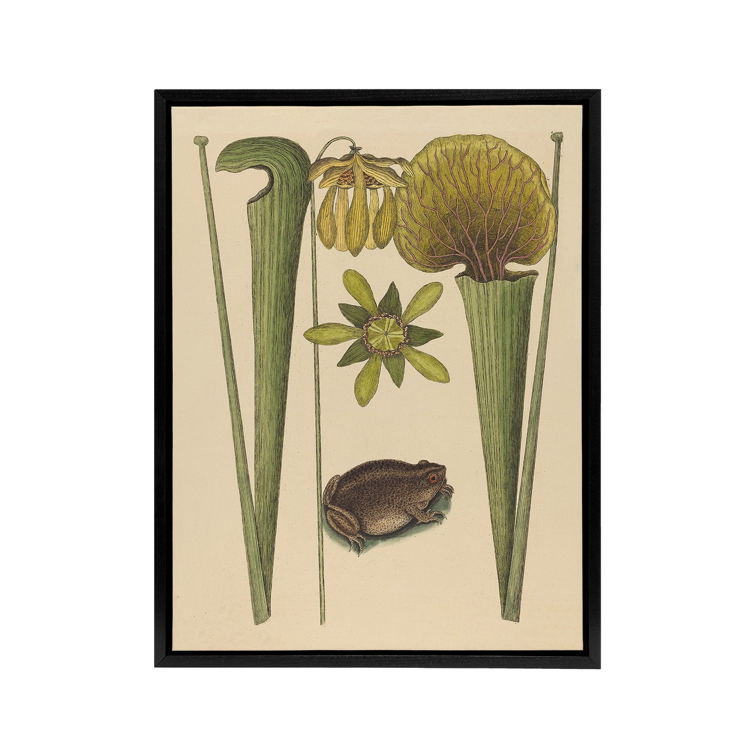 Land Frog and Sarracenia Pitcher Plant Catesby Framed Canvas Wall Art