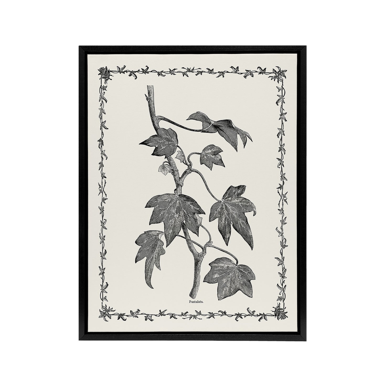 Vintage Botanical Pustulata Leaves Hibberd Black Framed Canvas Wall Art