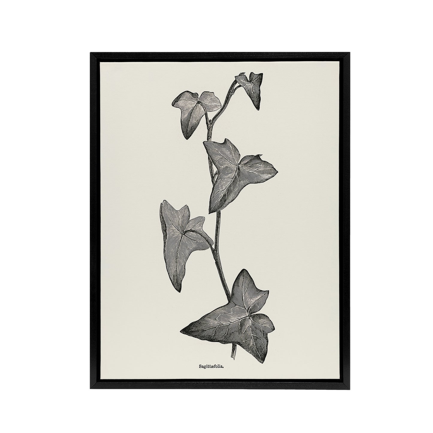 Vintage Botanical Sagittifolia Ivy Hibberd Black Framed Canvas Wall Art