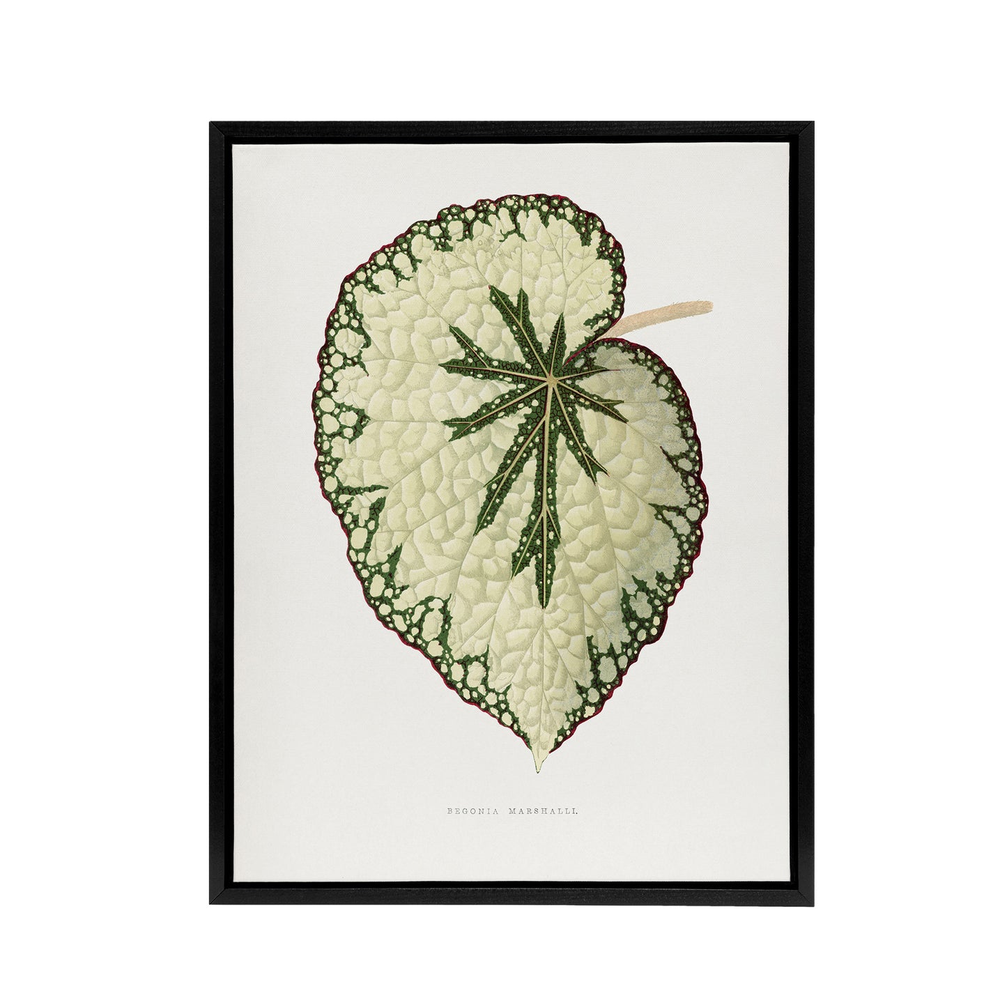 AF Lydon Benjamin Fawcett Begonia Marshall Leaf Black Framed Canvas Art Print