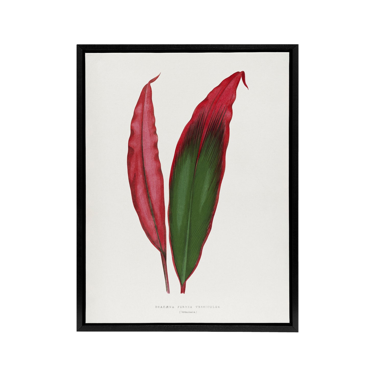 AF Lydon Benjamin Fawcett Cordyline Fruticosa Leaf Black Framed Canvas Art