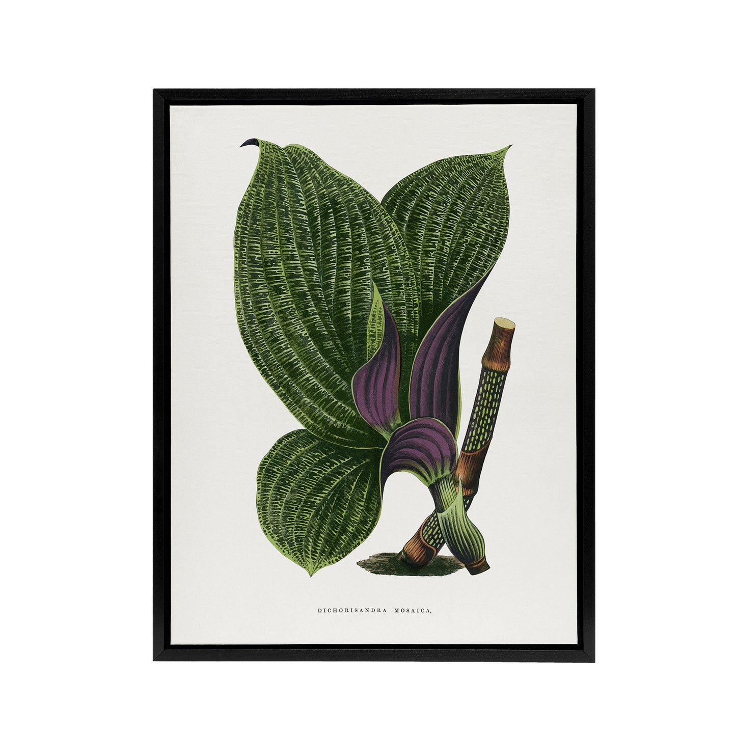 AF Lydon B Fawcett Green Dichorisandra Mosaica Leaves Black Framed Canvas Art
