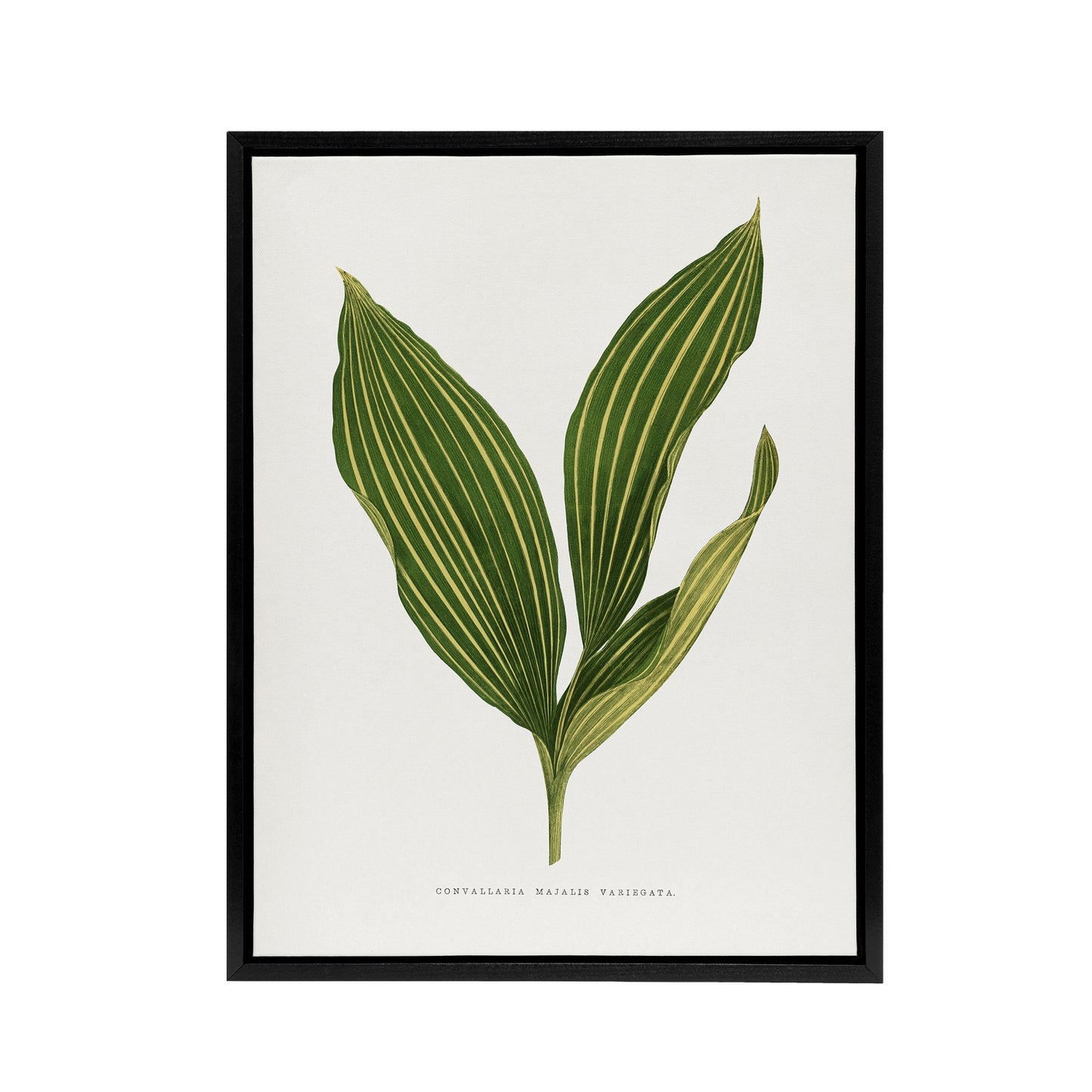 AF Lydon Benjamin Fawcett Lily of the Valley Leaf Black Framed Canvas Art Print