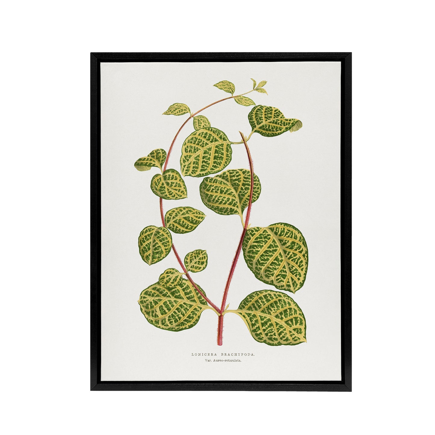 AF Lydon Benjamin Fawcett Lonicera Brachypoda Leaves Black Framed Canvas Art